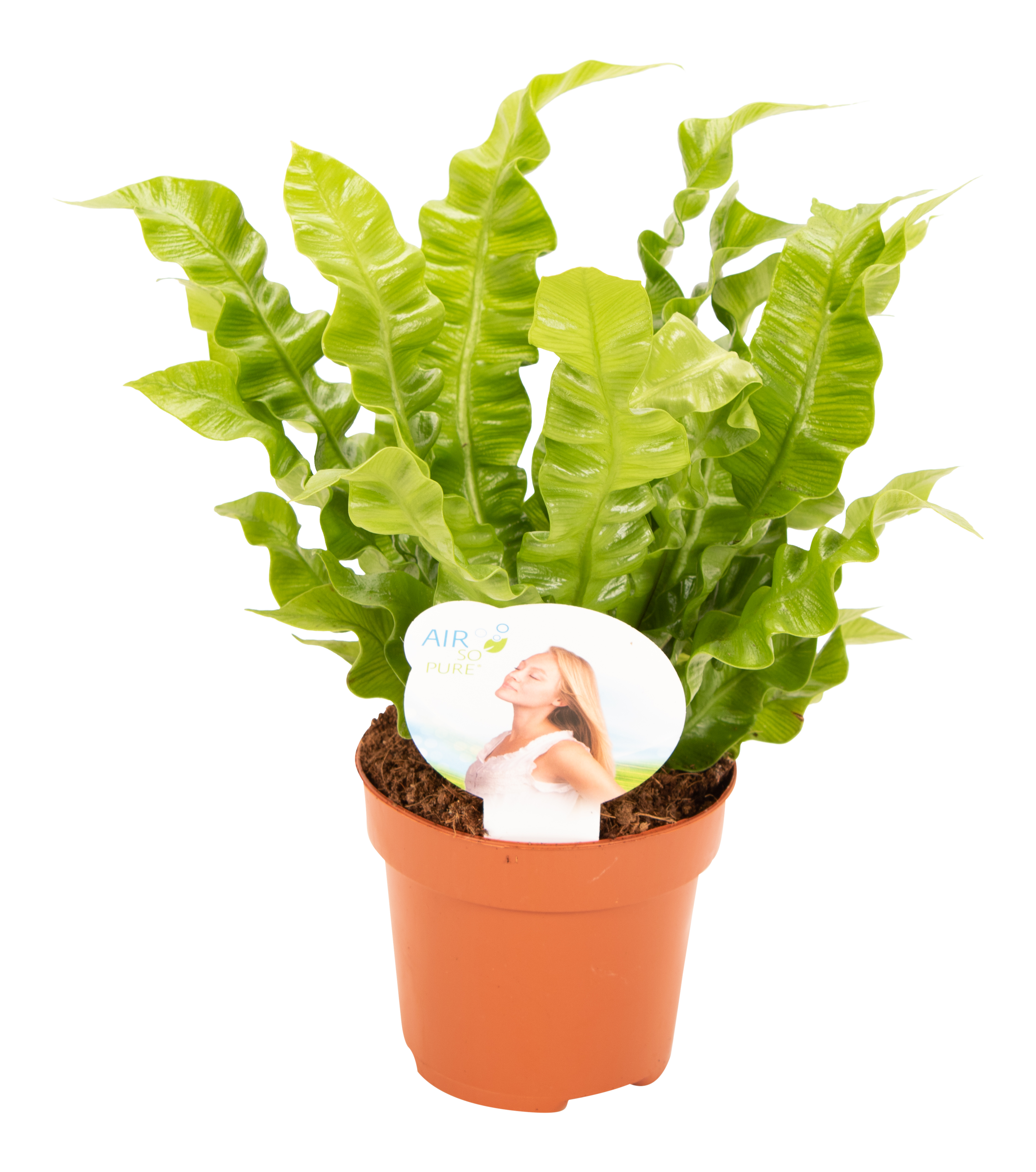 Zanokcica gniazdowa Asplenium Crispy Wave 25 cm
