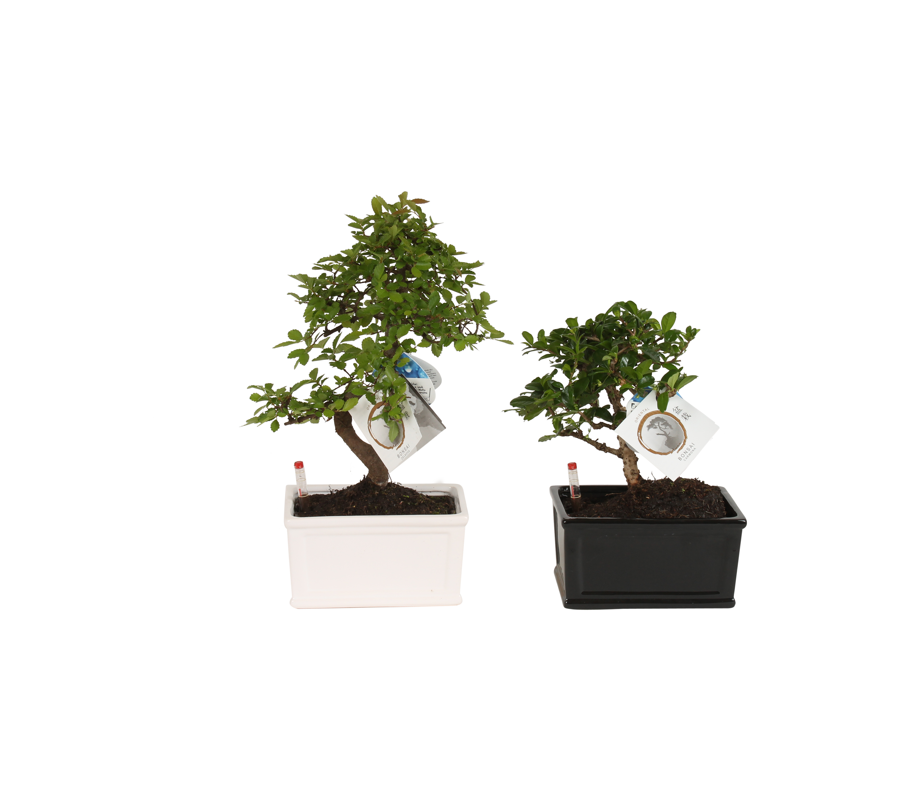 Bonsai Easy Care mix 30-35 cm