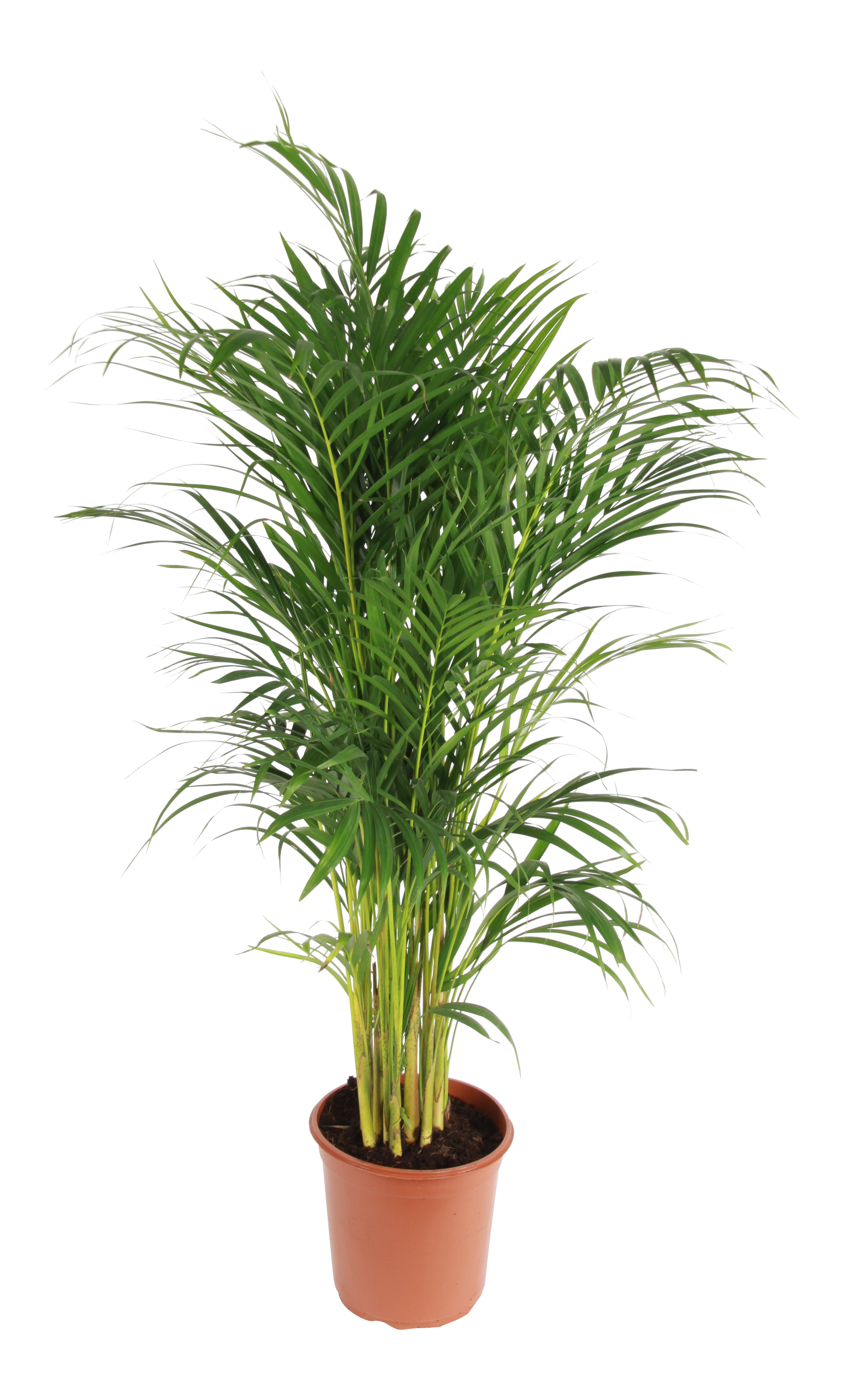 Palma Areka 85 cm