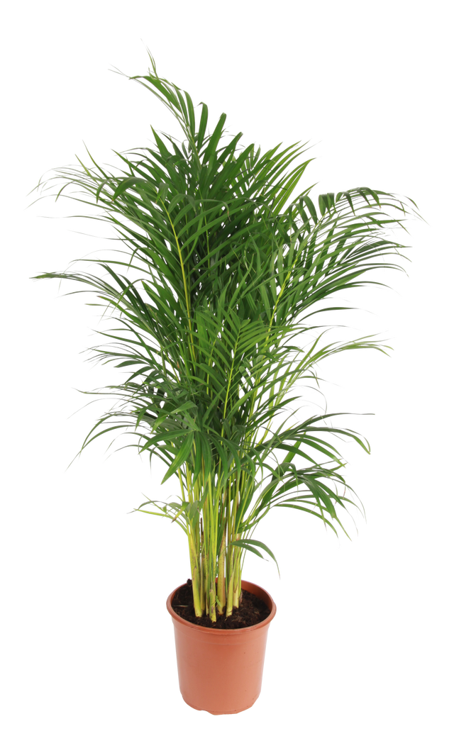 Palma Areka 85 cm
