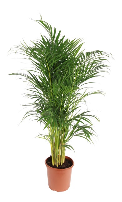 Palma areka 85 cm 45794623