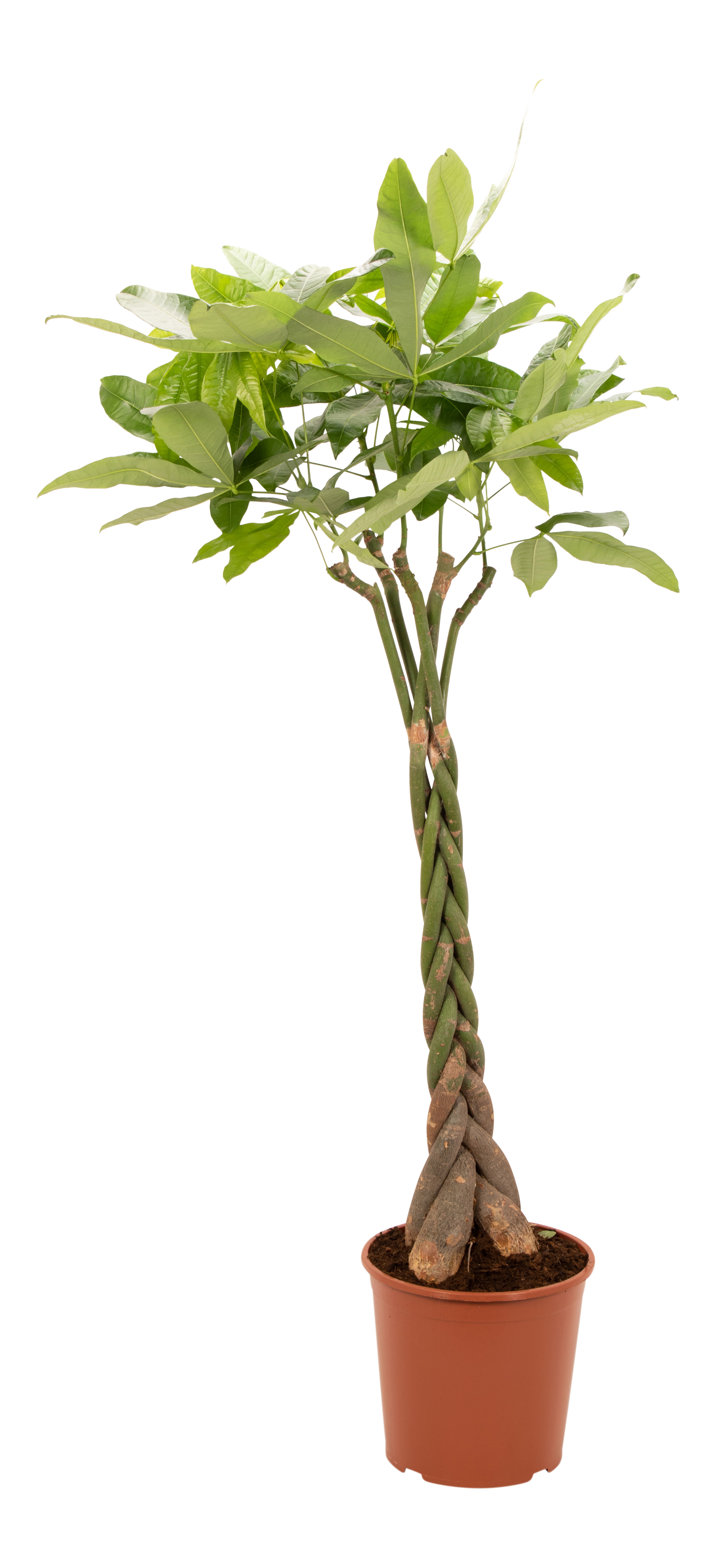 Pachira aquatica Pachira wodna 180 cm