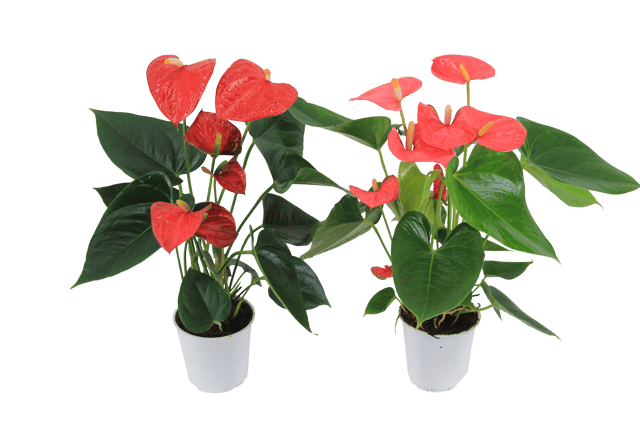 Anturium Red 30-35 cm