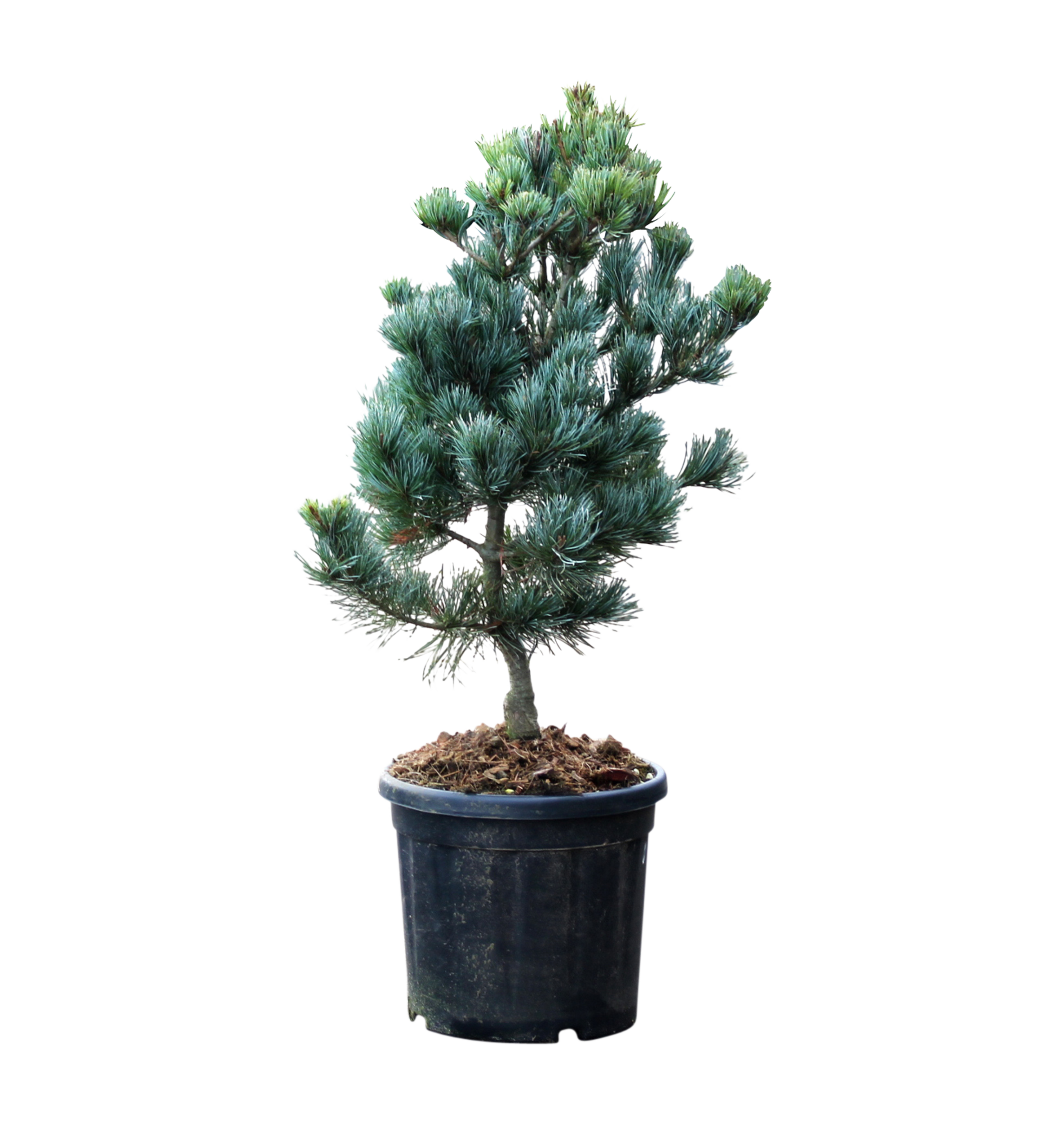 Sosna drobnokwiatowa Negishi 60 cm