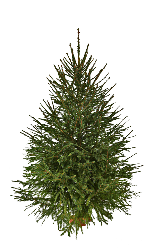 Świerk pospolity 200-250cm choinka żywa cięta