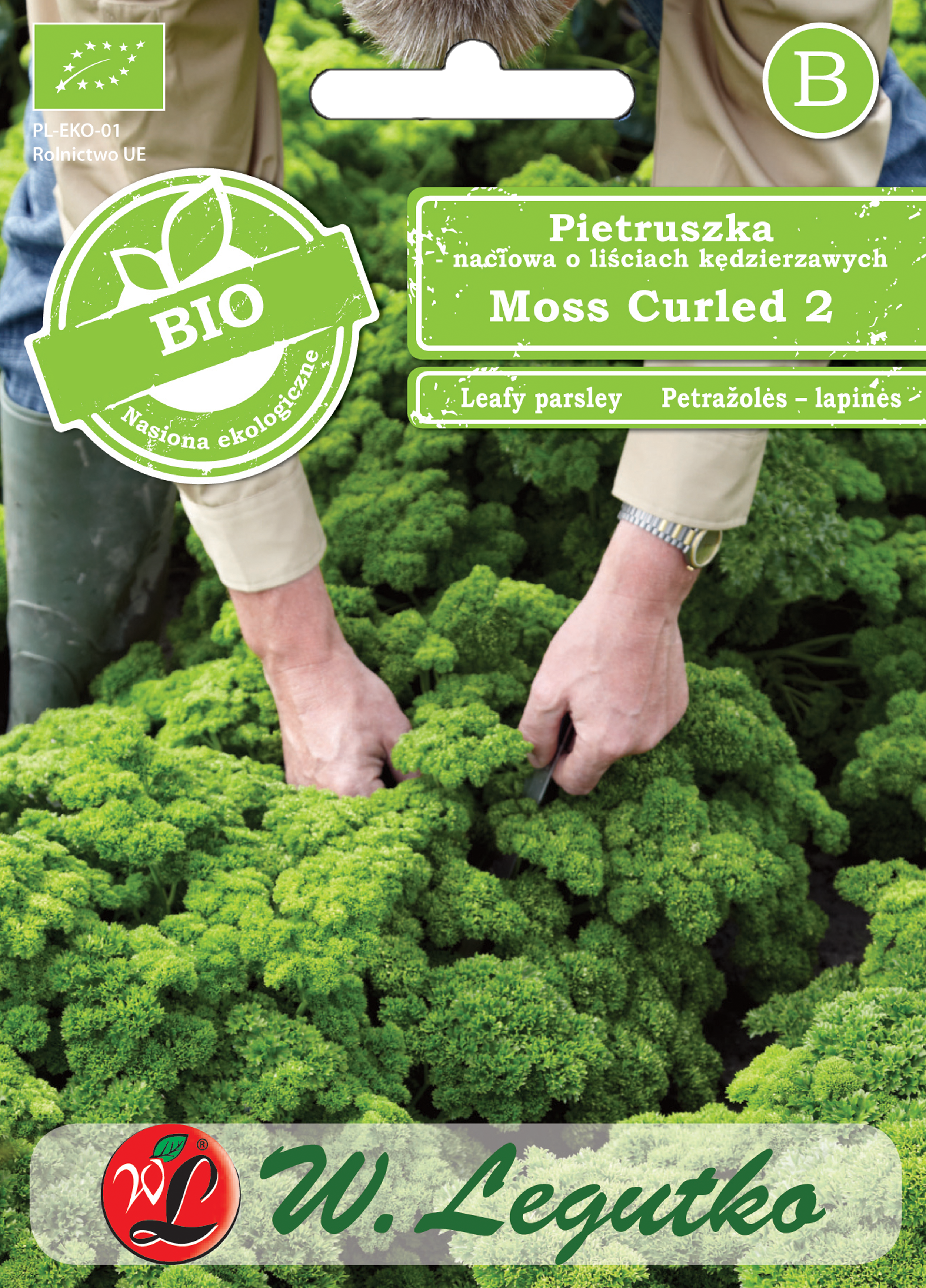 Pietruszka naciowa Bio 'Moss Curled' kędzierzawa W. Legutko