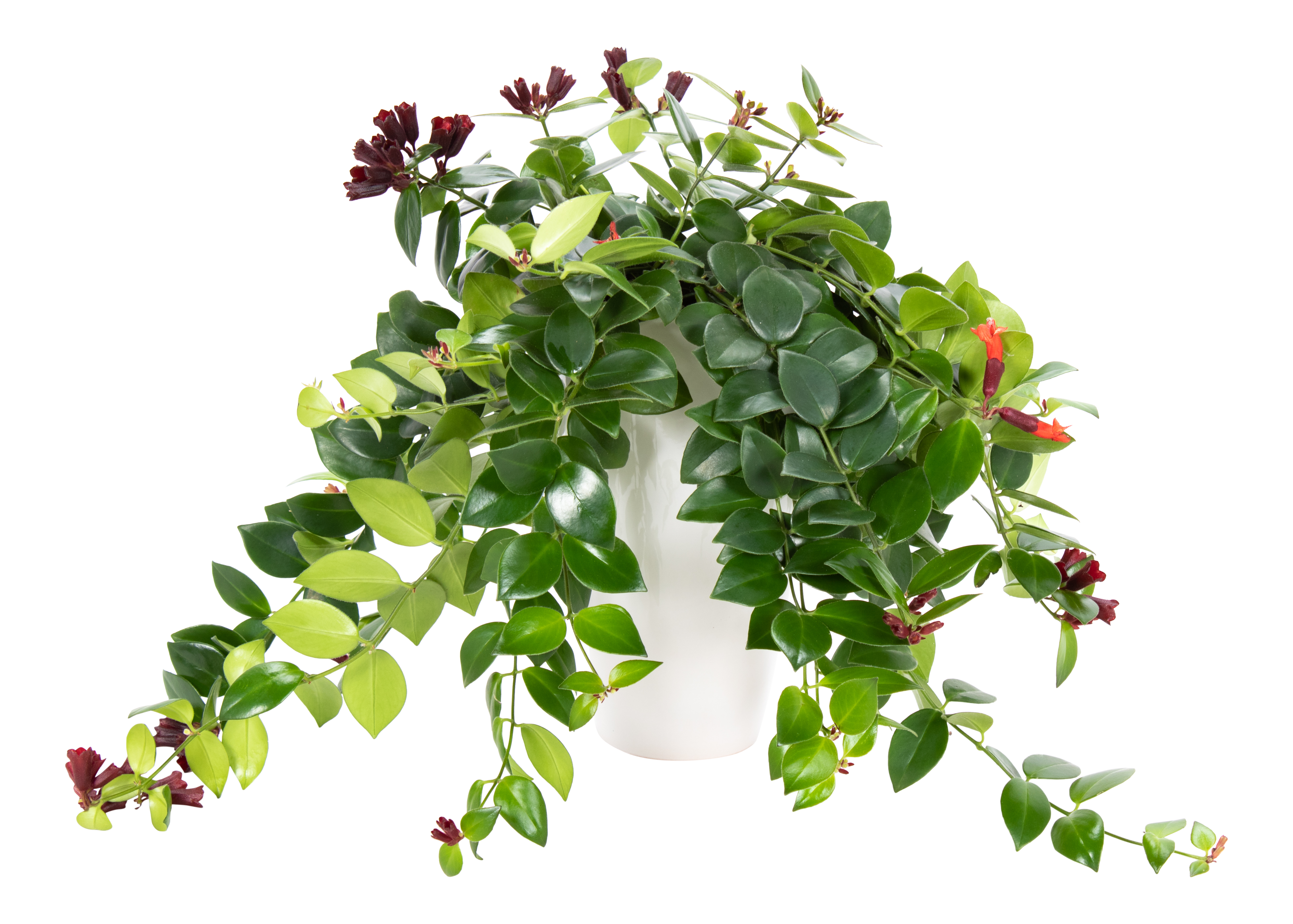 Eszynantus Aeschynanthus 45cm w osłonce białej