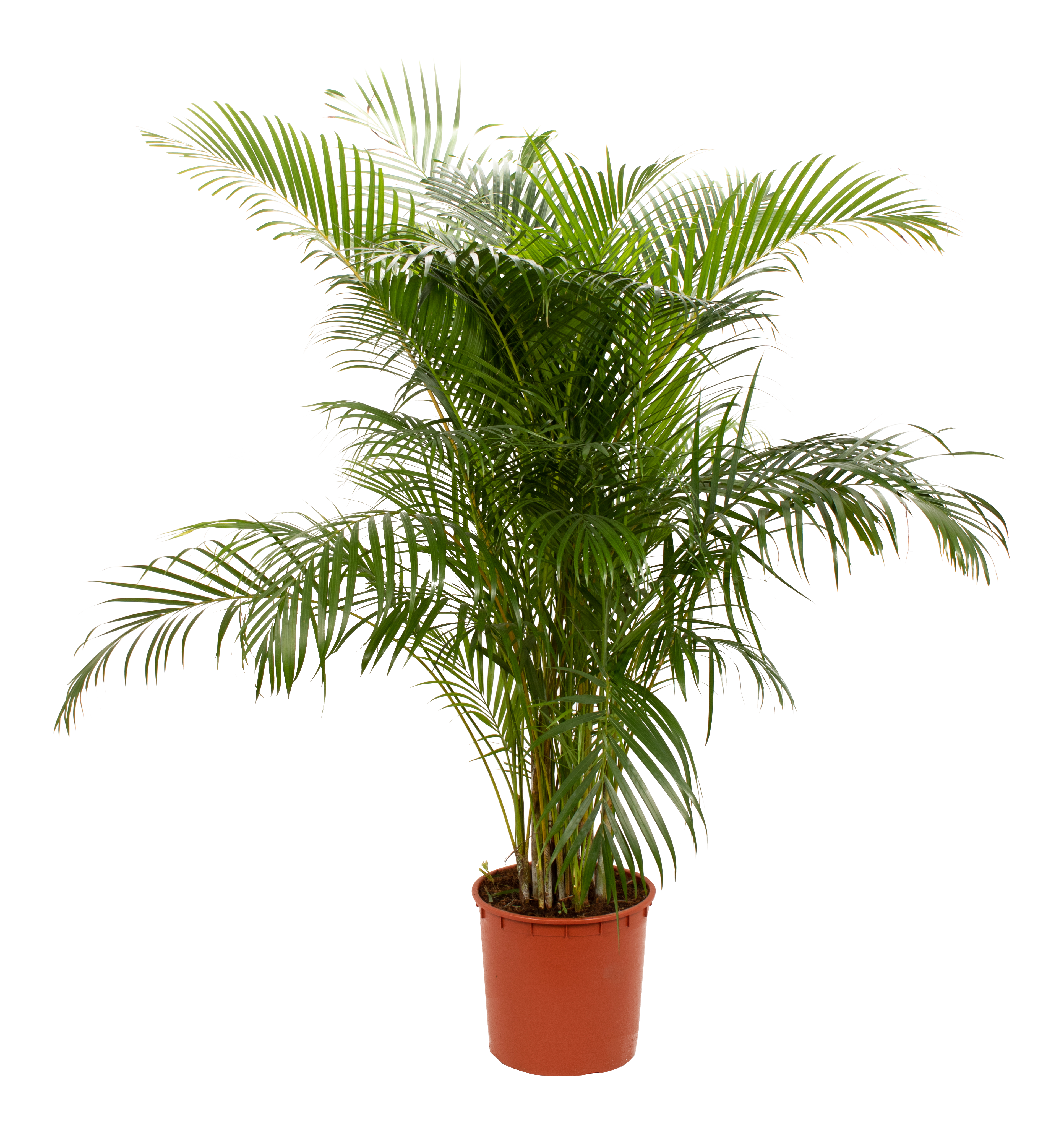 Palma Areka 190 cm