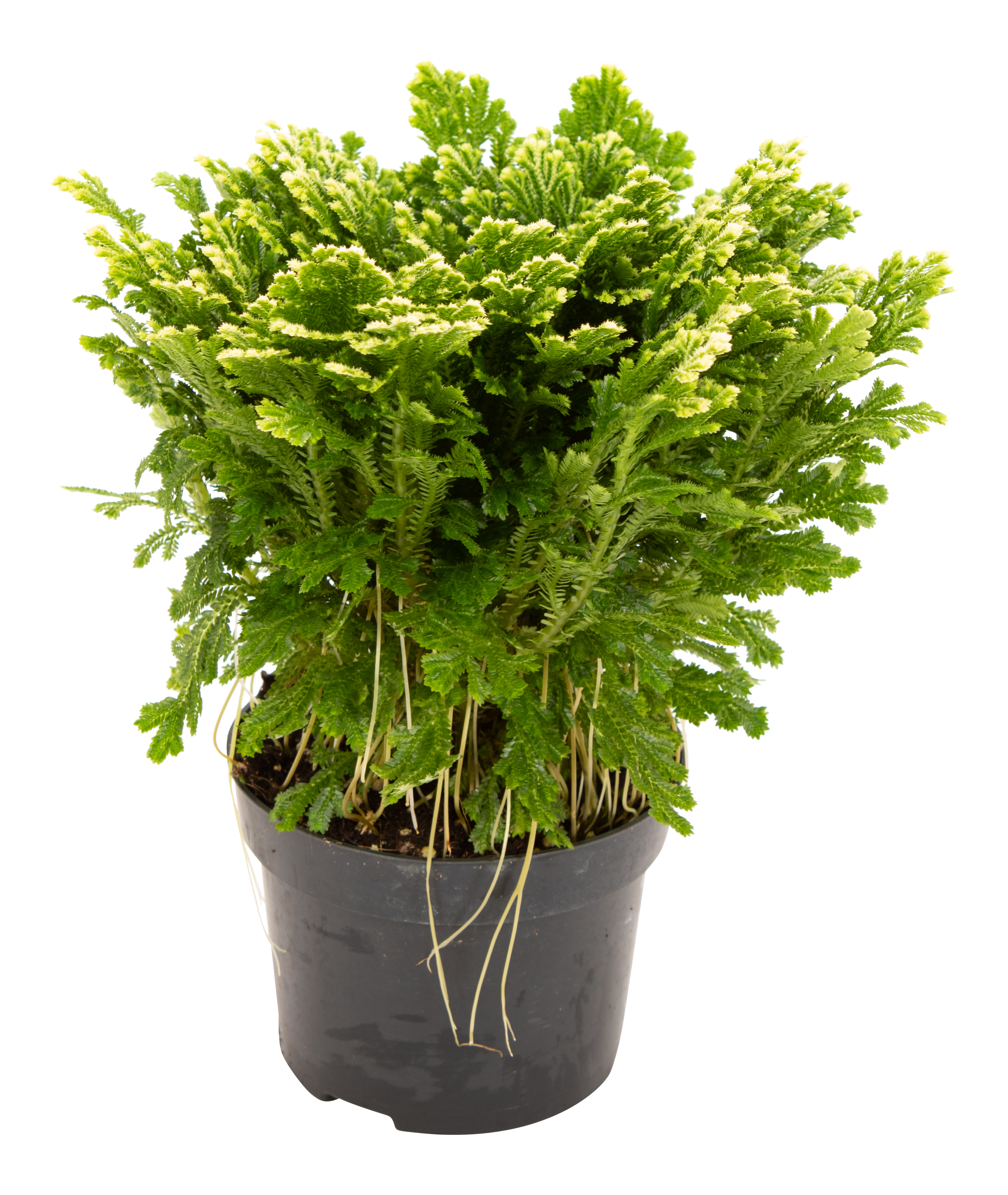 Widliczka Selaginella Jori 25 cm