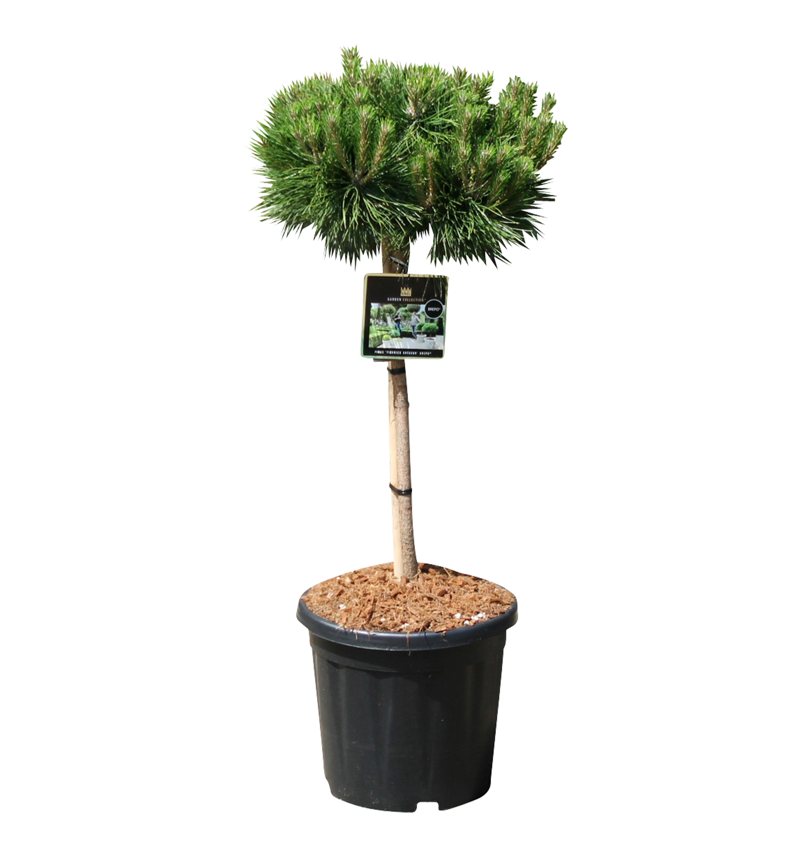 Sosna czarna Brepo 80 cm