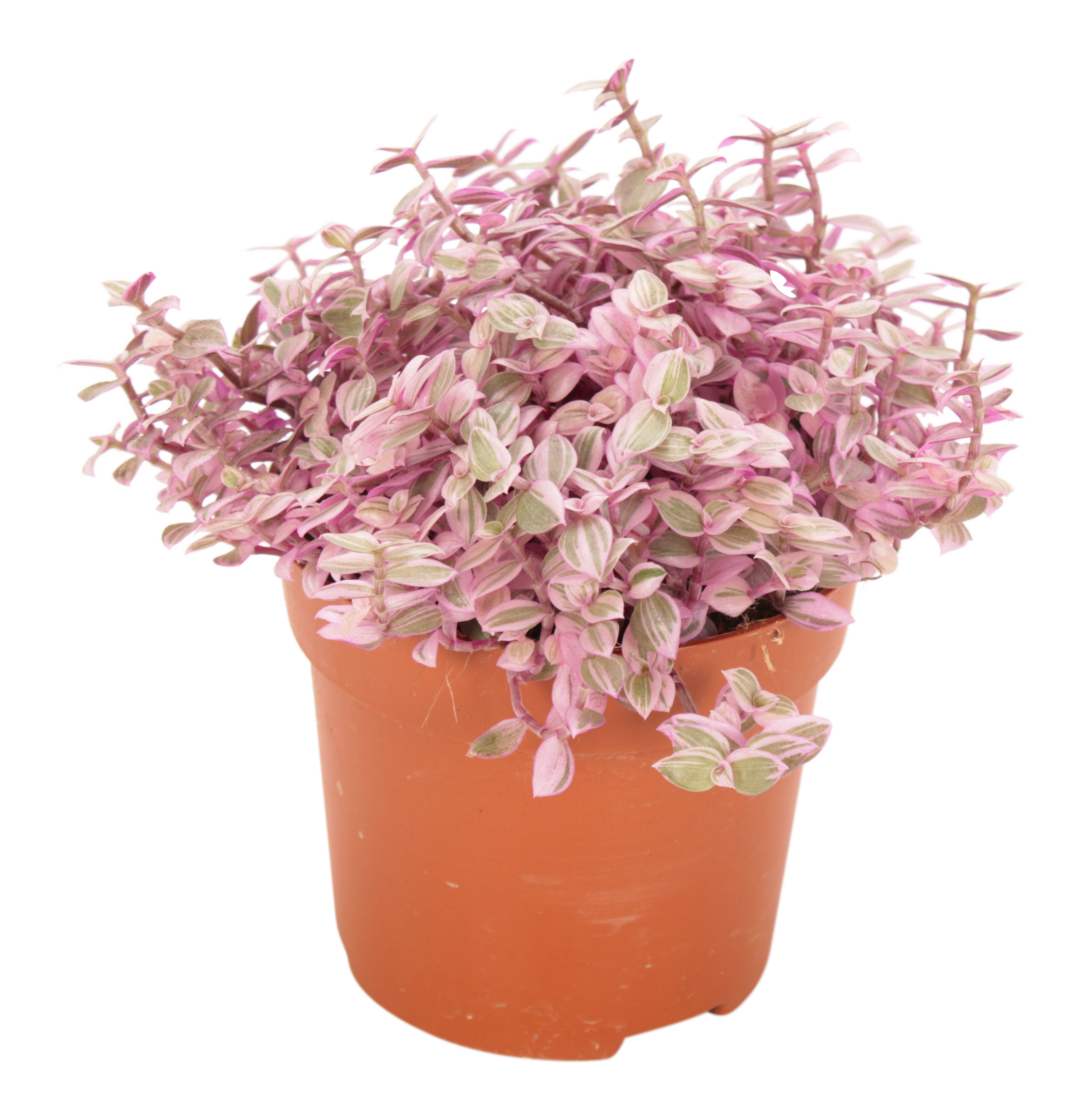 Smużyna Callisia Rosato 15 cm
