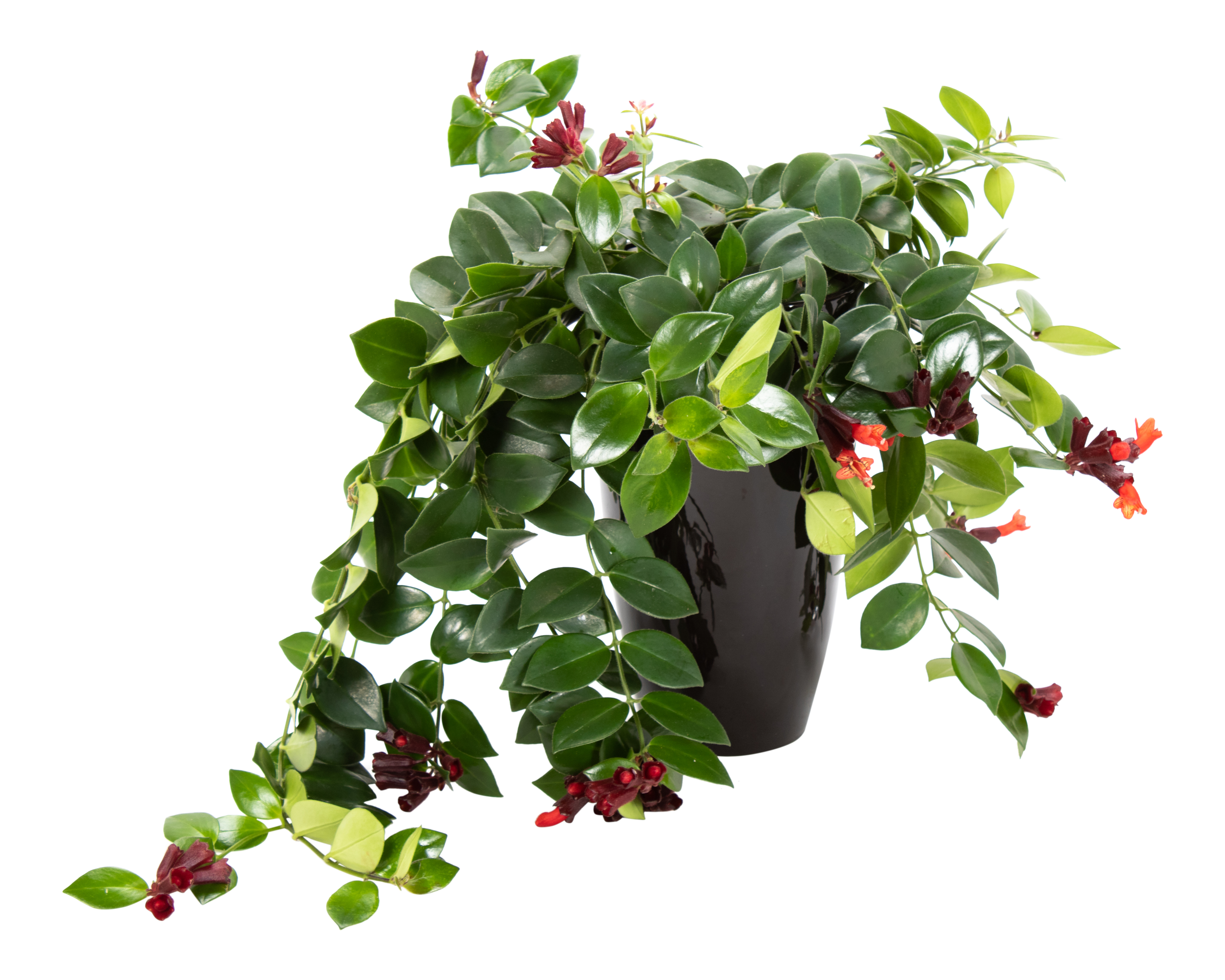 Eszynantus Aeschynanthus 45cm w osłonce czarnej