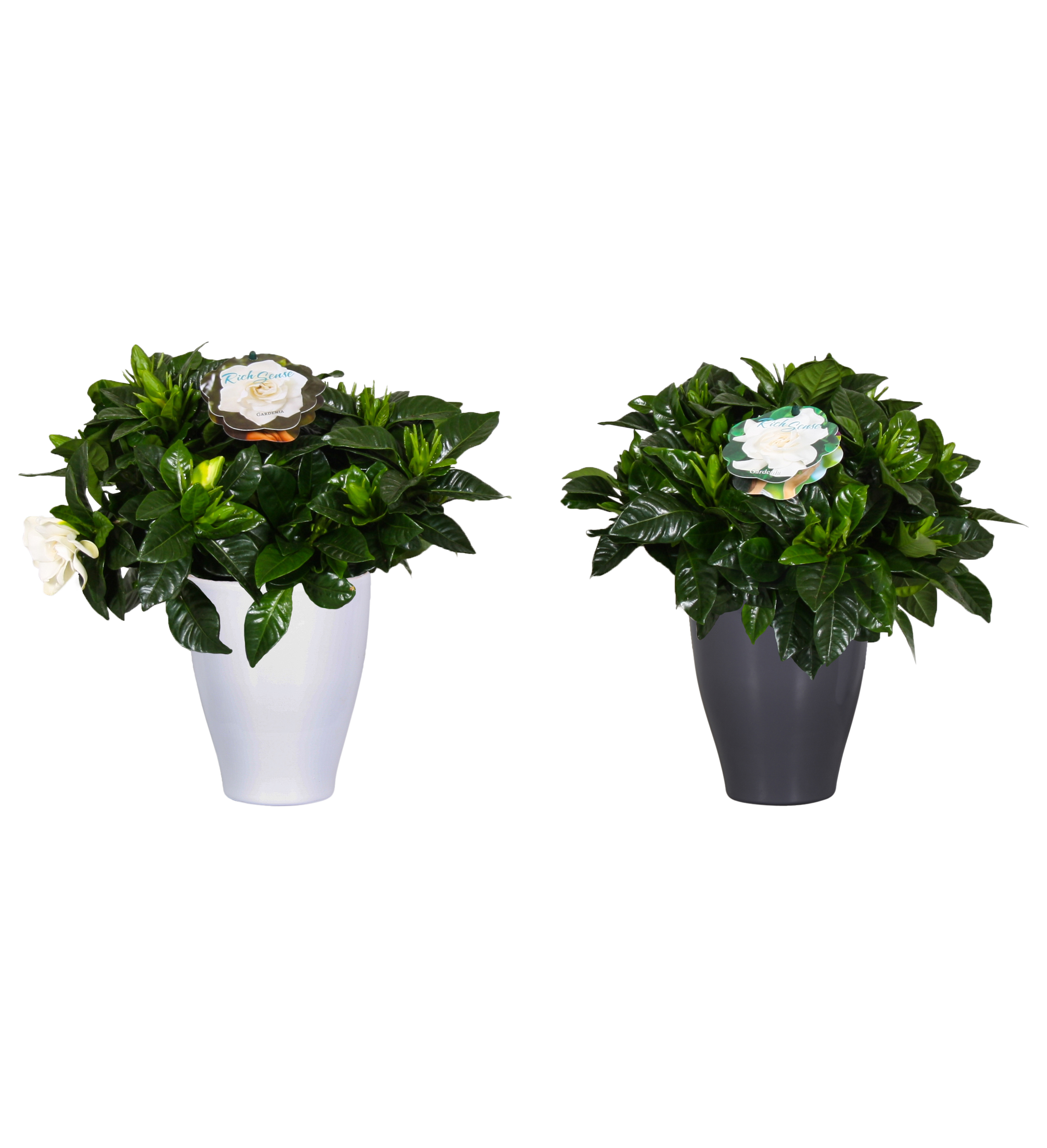 Gardenia w osłonce ceramicznej 25cm