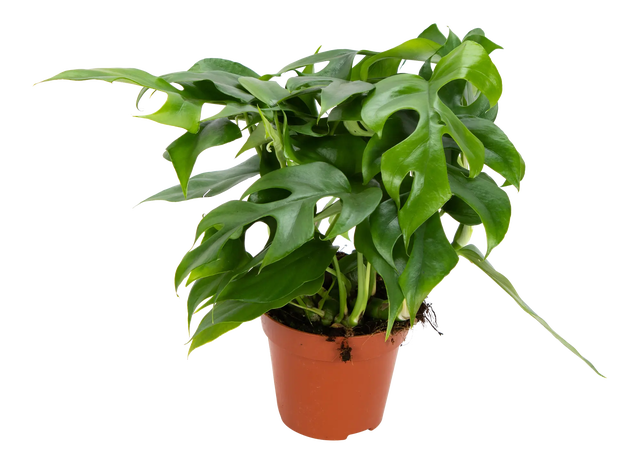 Monstera Minima 30 cm