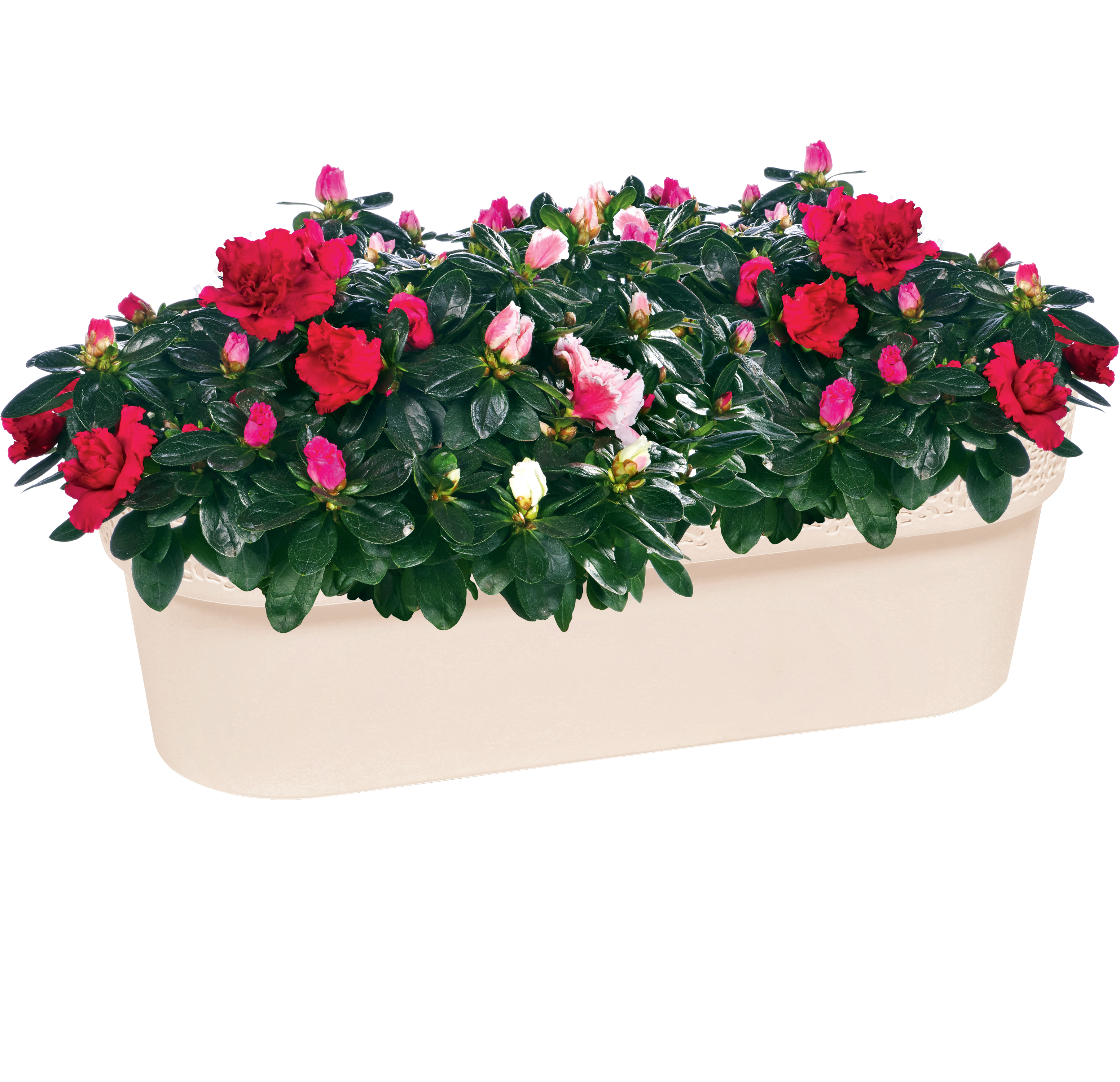Azalia japońska mix 20-35 cm - 6