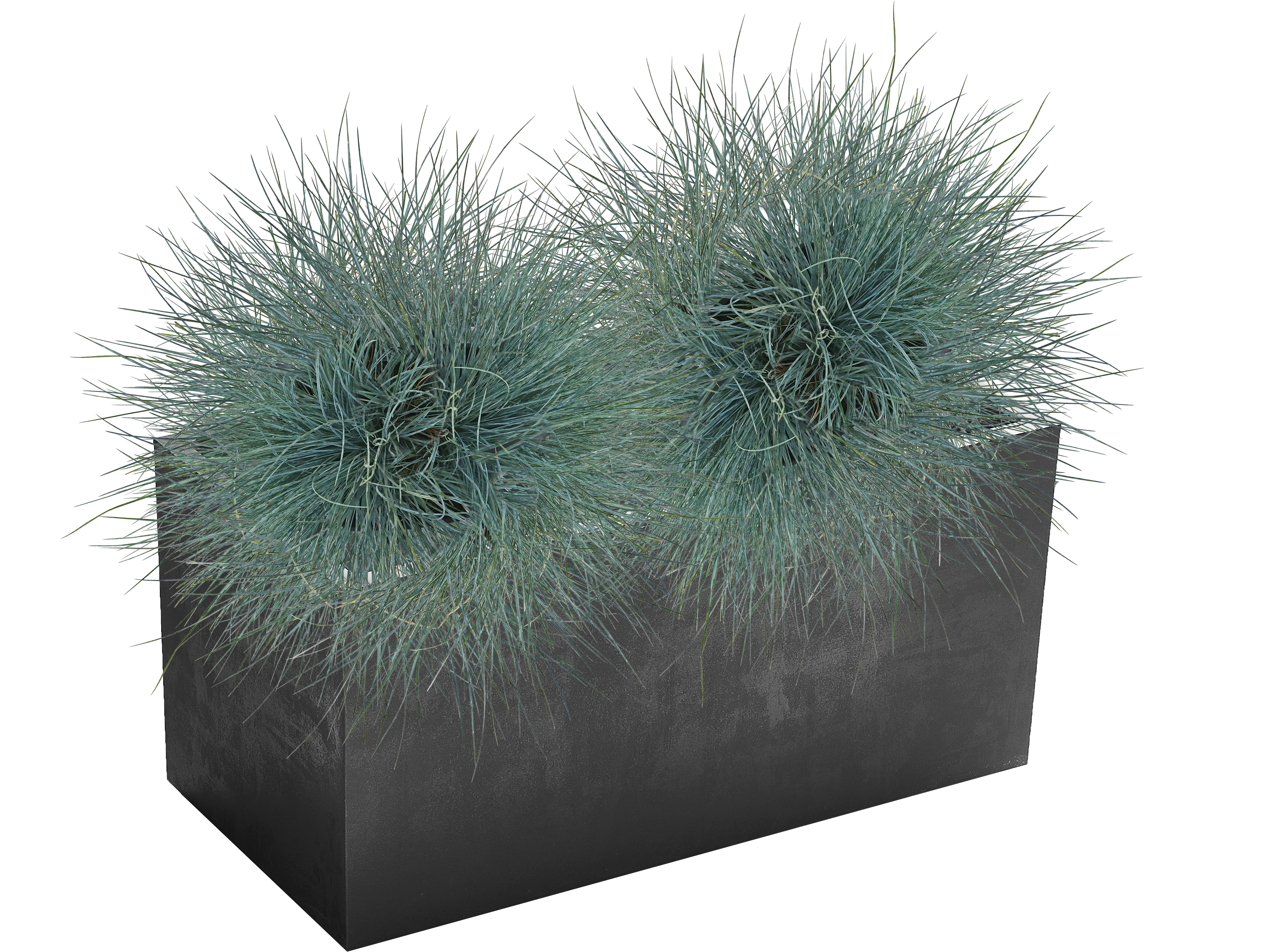 Kostrzewa sina Intense Blue 30 cm - 4