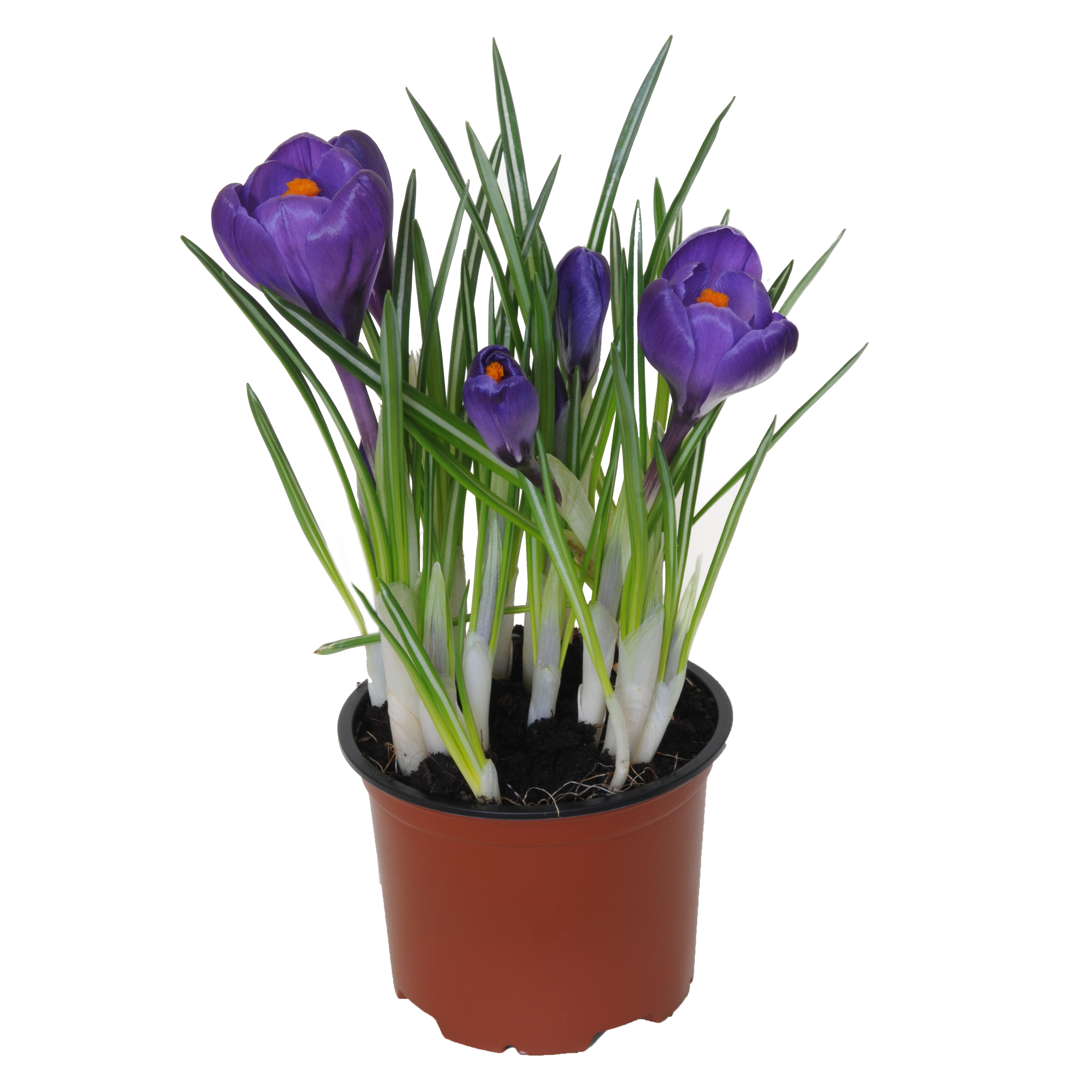 Krokus Szafran 15cm
