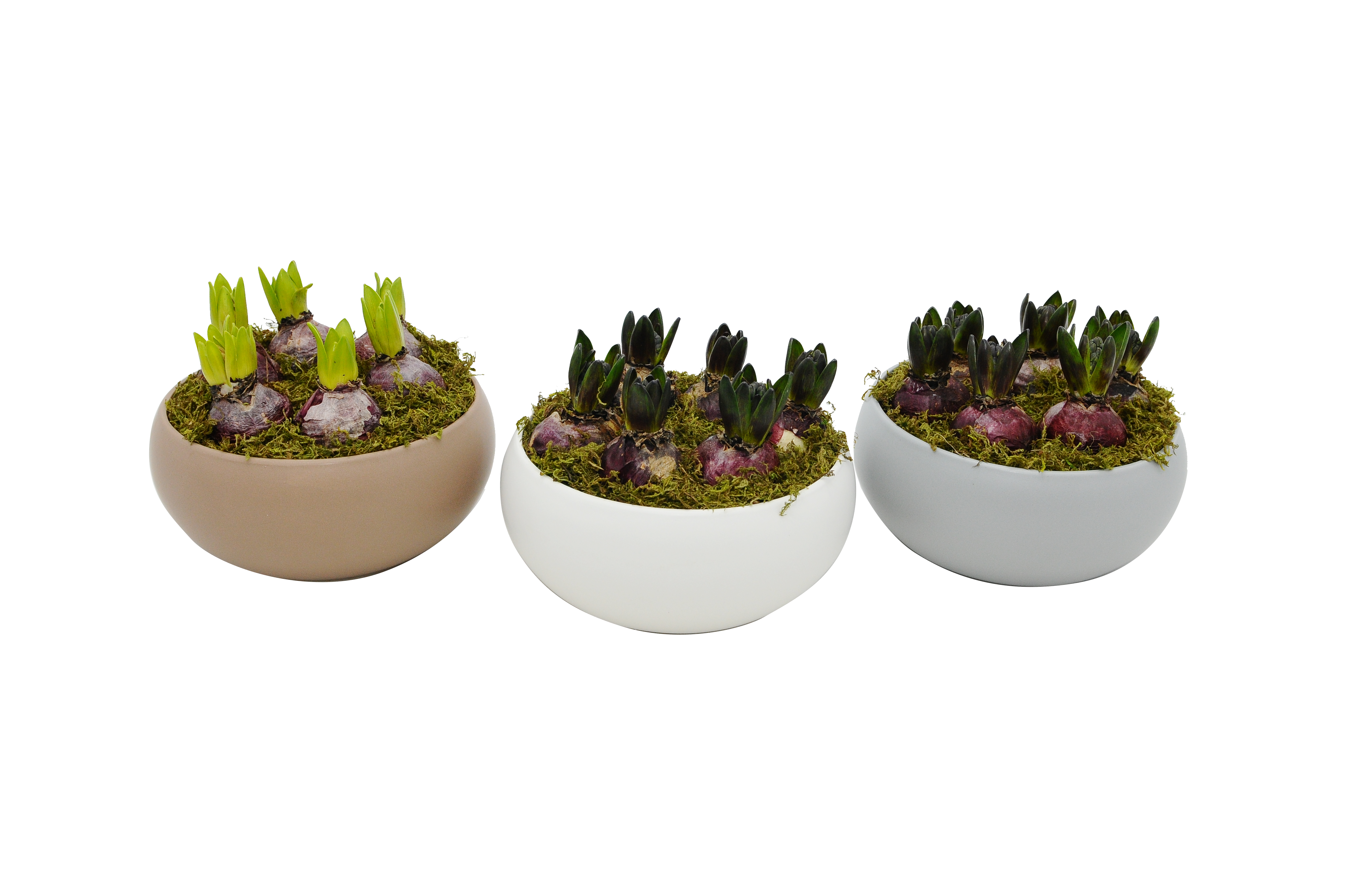 Hiacynt mix 6 szt. 25 cm w misie ceramicznej