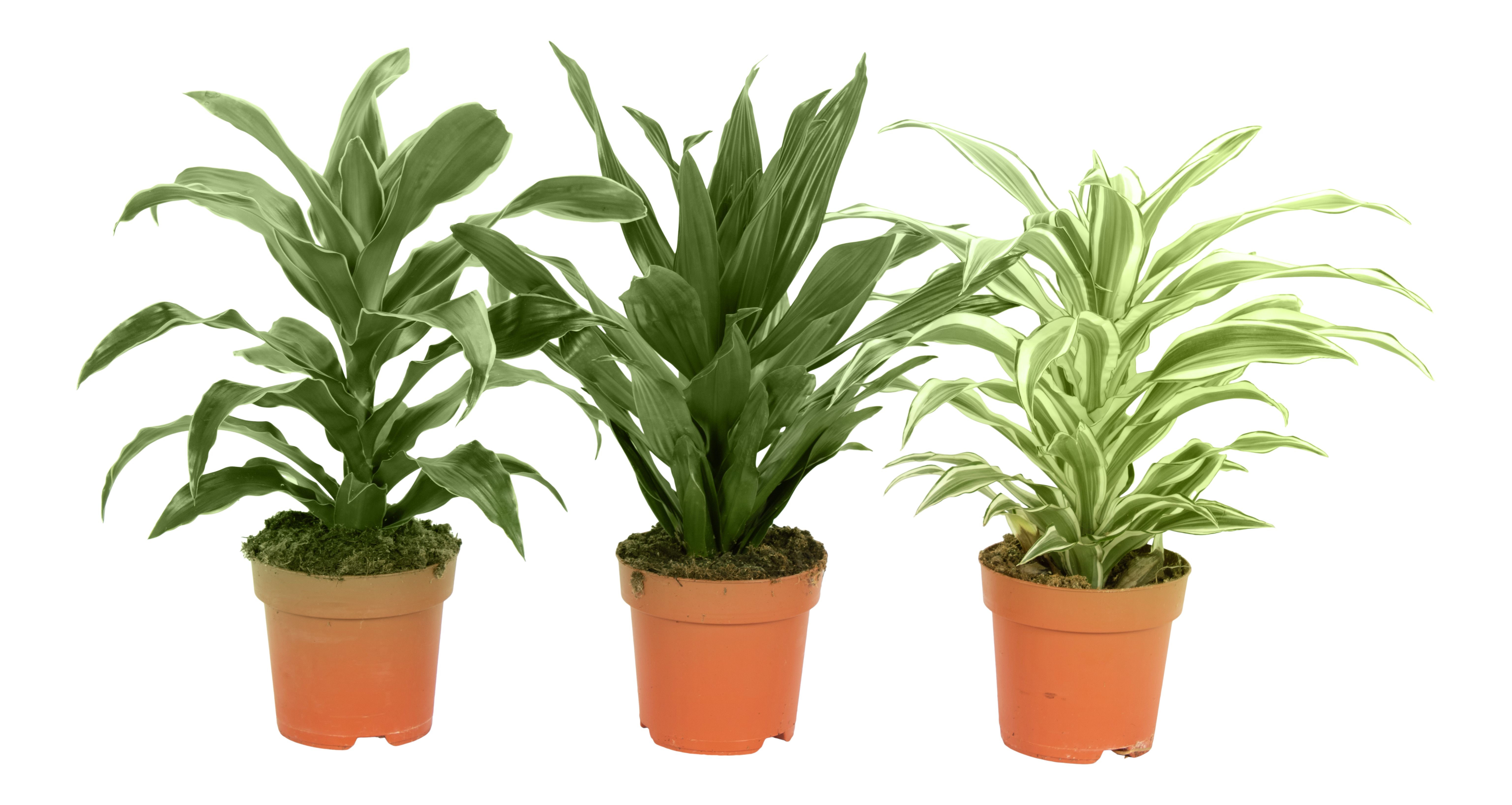 Dracena wonna mix 50 cm - Leroy Merlin