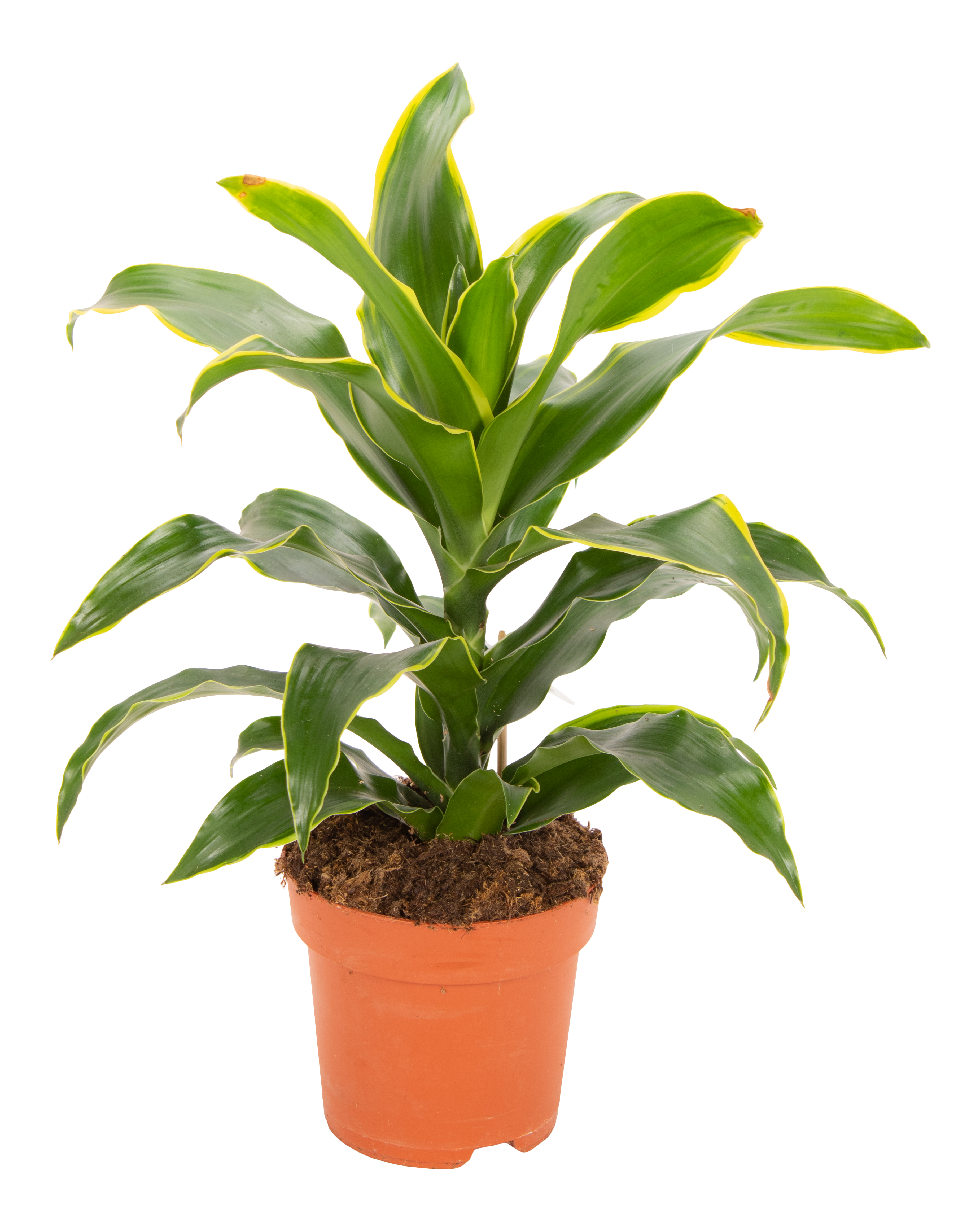 fensterblatt hängend Monstera Monkey Bush künstliche Hängepflanze 95cm kaufen
