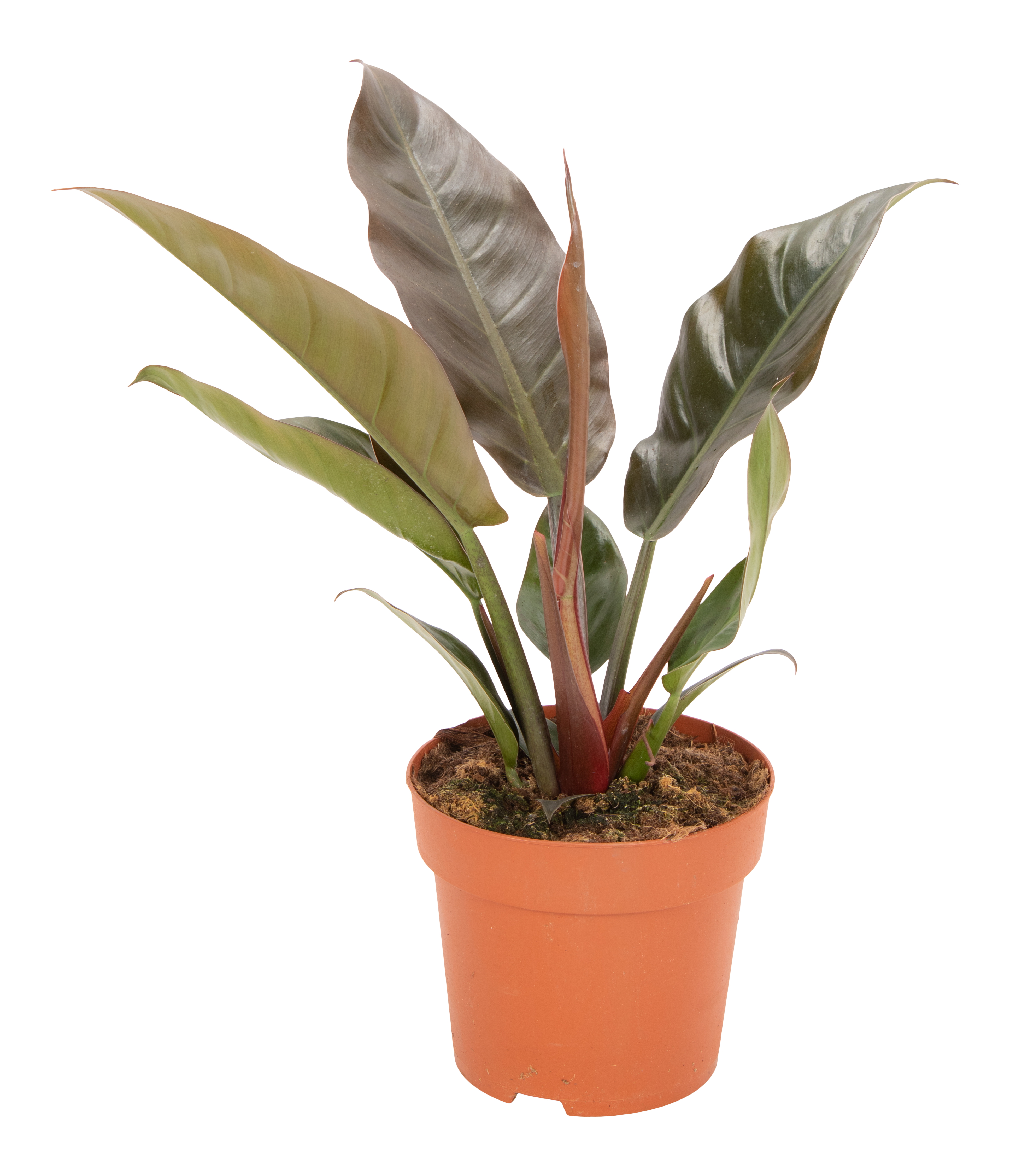 Filodendron Imperial Red 50 cm