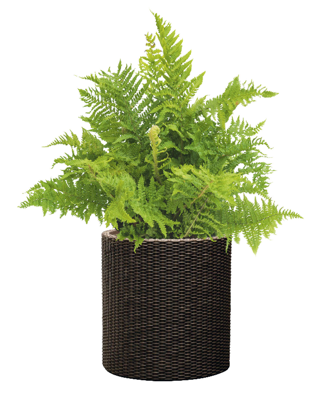 Paproć ogrodowa mix 20-25 cm