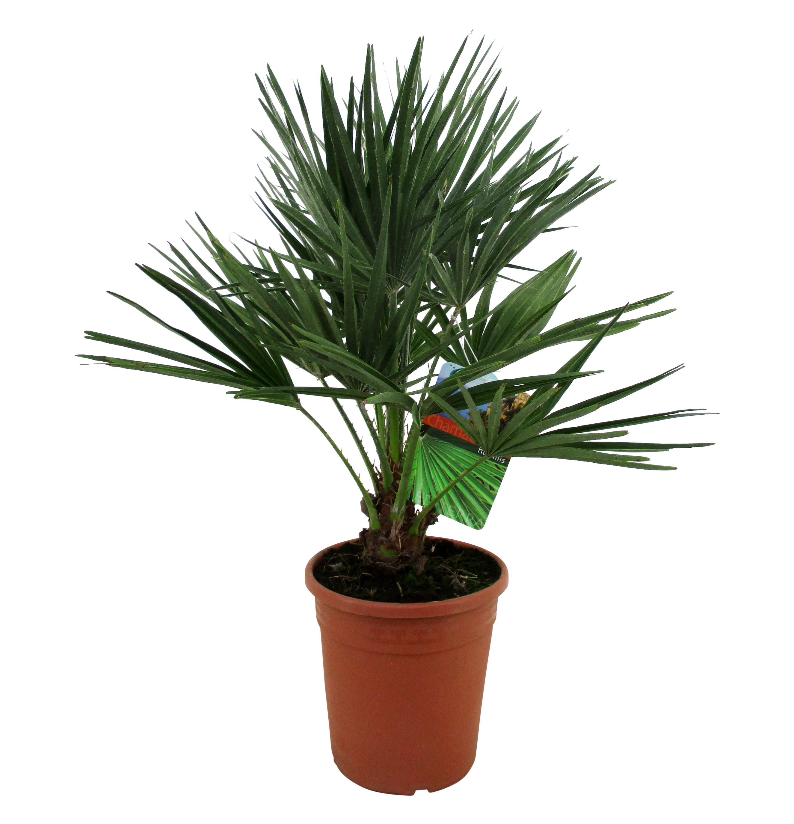 Karłatka Niska 60-80 cm
