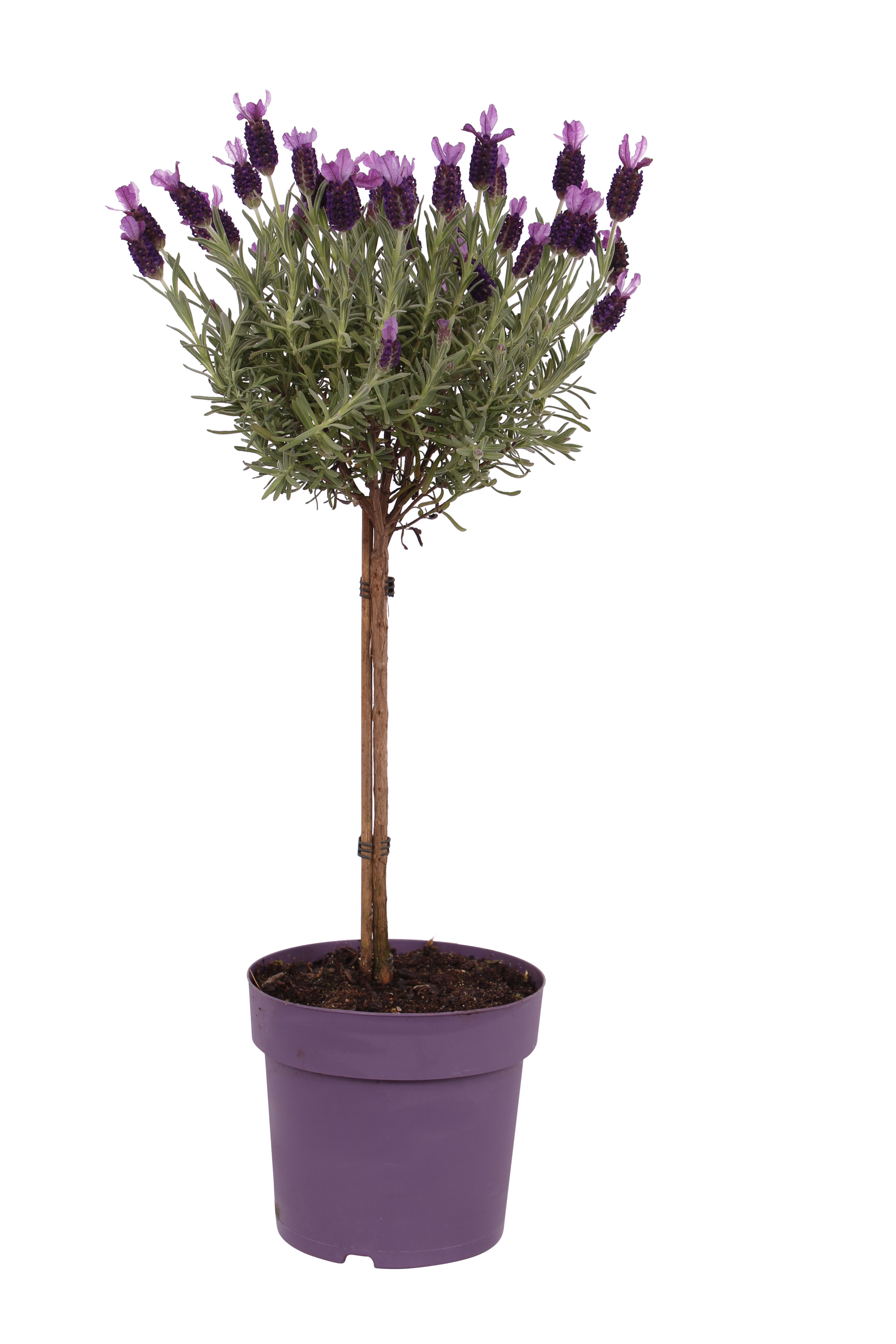 Lawenda francuska Stoechas 45-50 cm