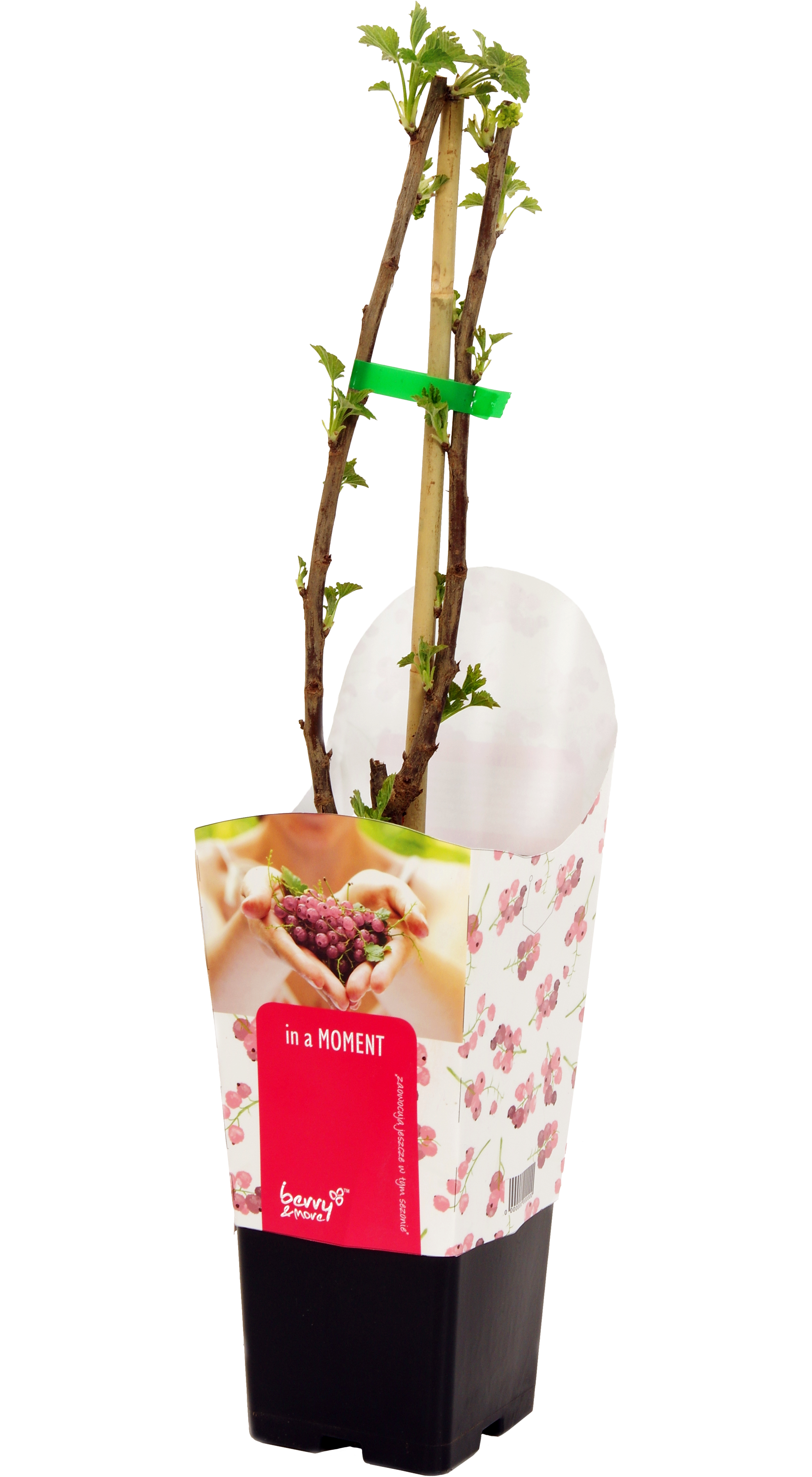 Porzeczka różowa 25 cm Berry&amp;More™