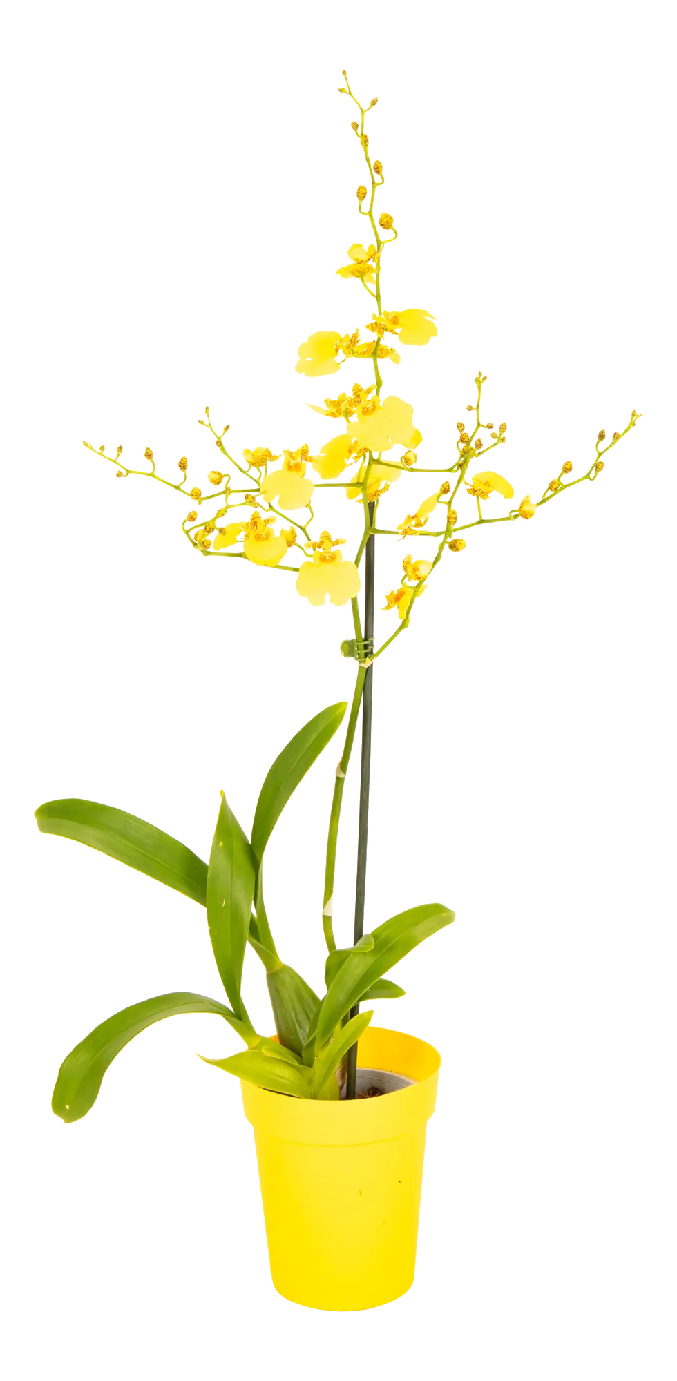 Storczyk Oncidium motylnik 60cm 1 pęd