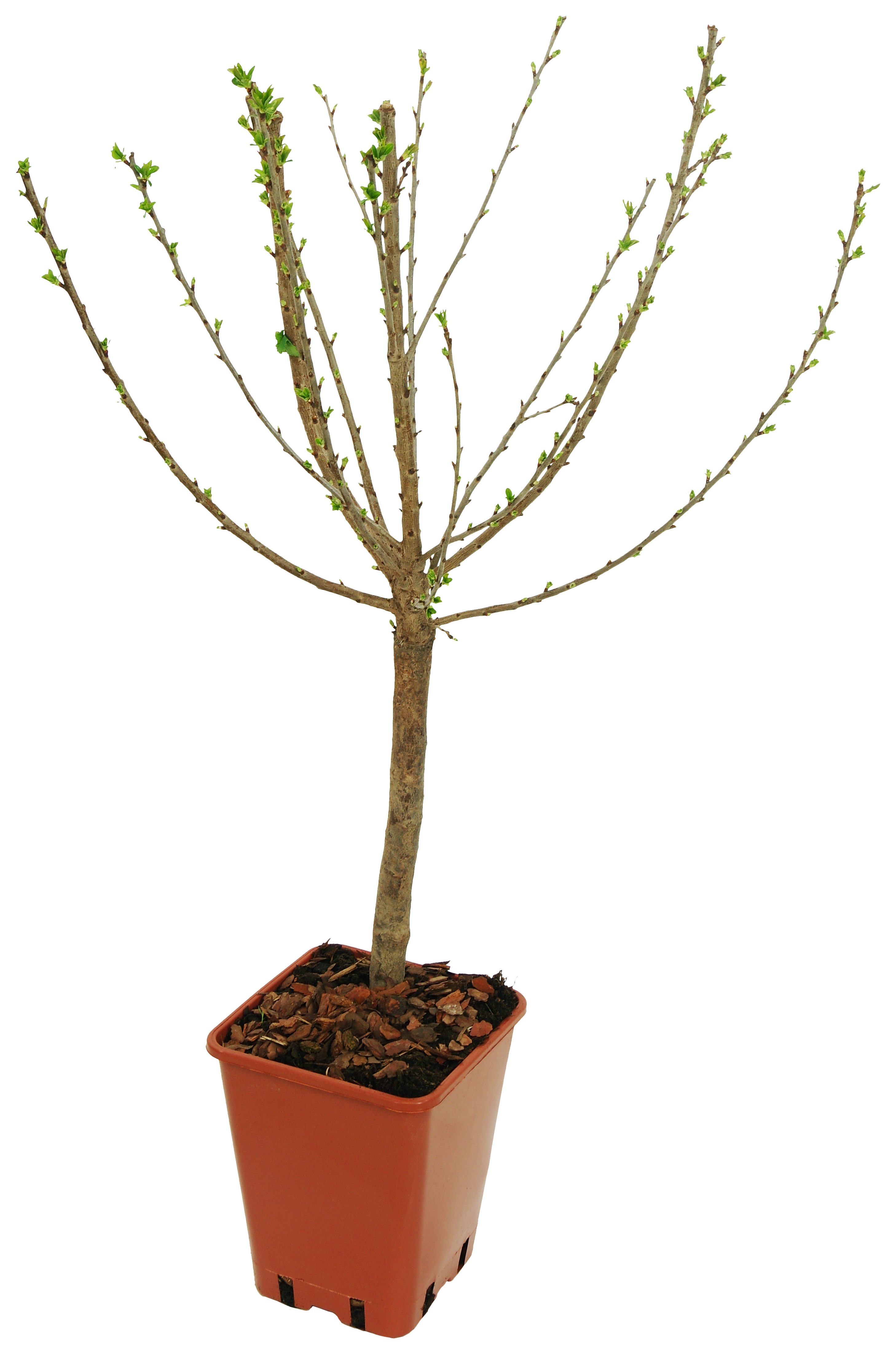 Czereśnia 60-80 cm Berry&amp;More™