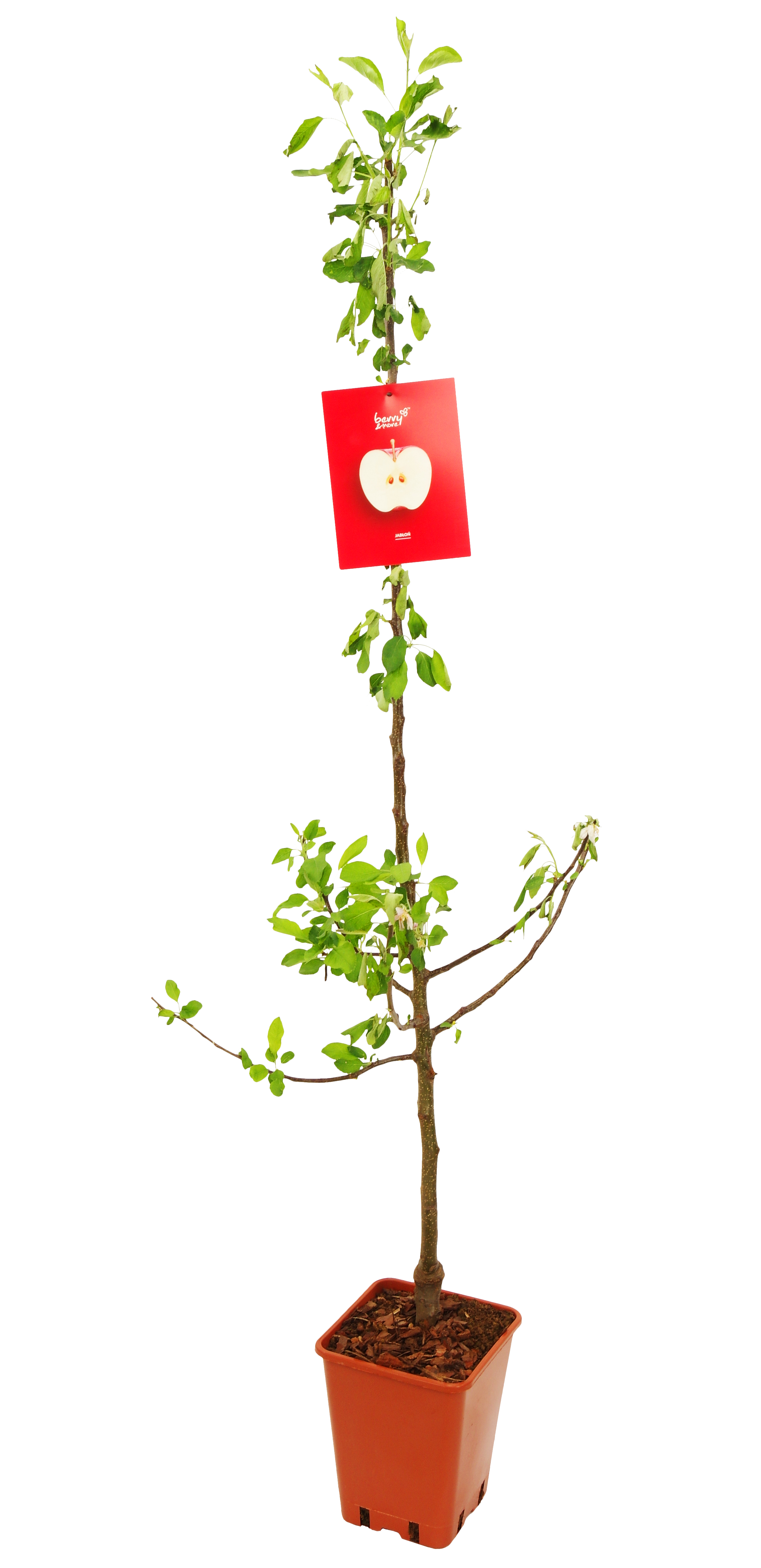 Jabłoń 150 cm Berry&amp;More™