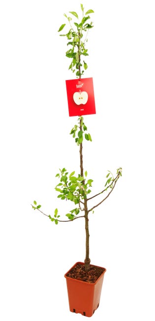 Jablon 150 cm berry more 82630497