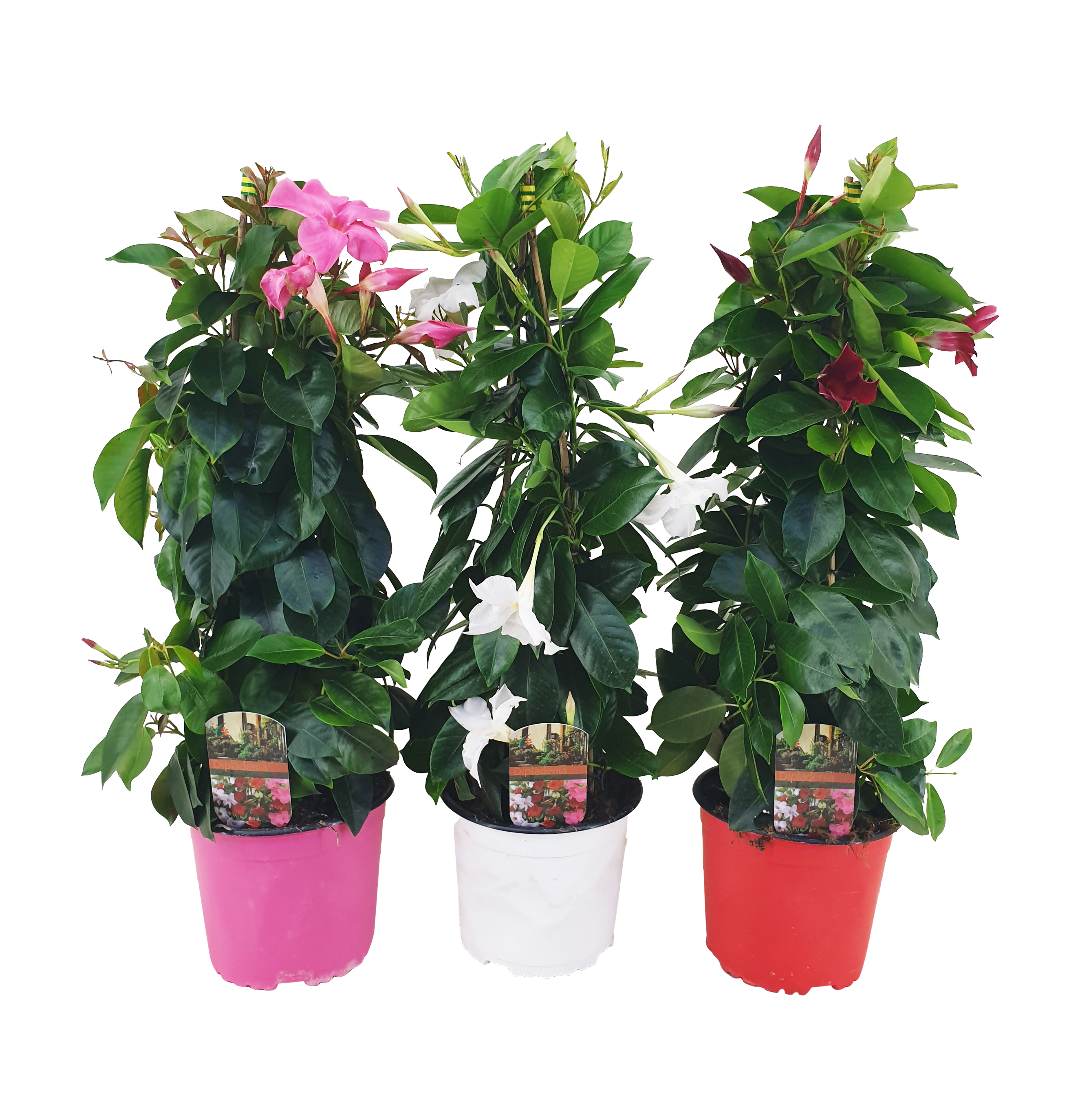 Dipladenia Piramida 60-65 cm