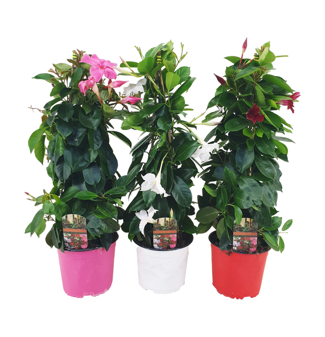 Dipladenia Piramida 60-65 cm