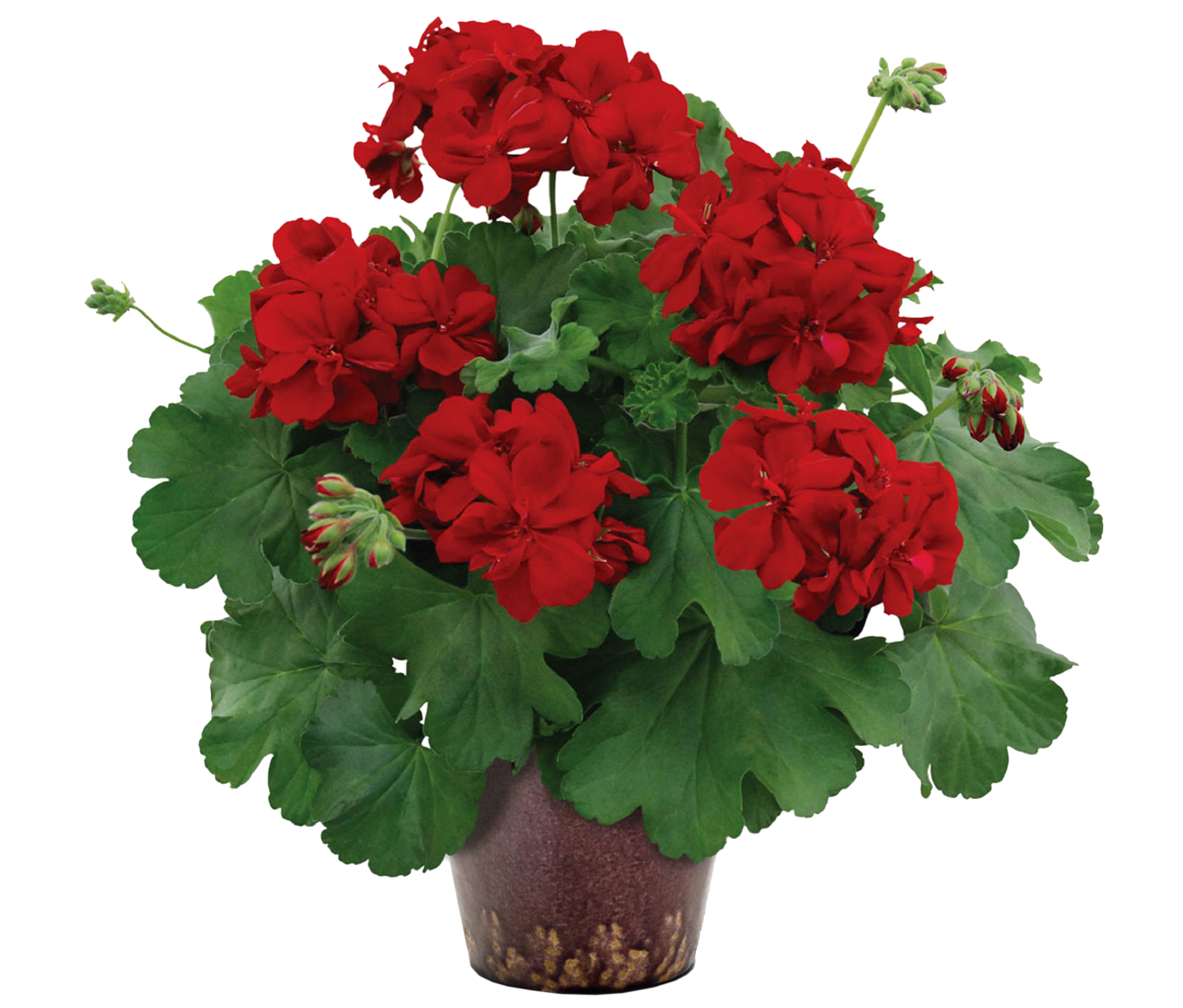 Pelargonia Champion mix 30-40 cm