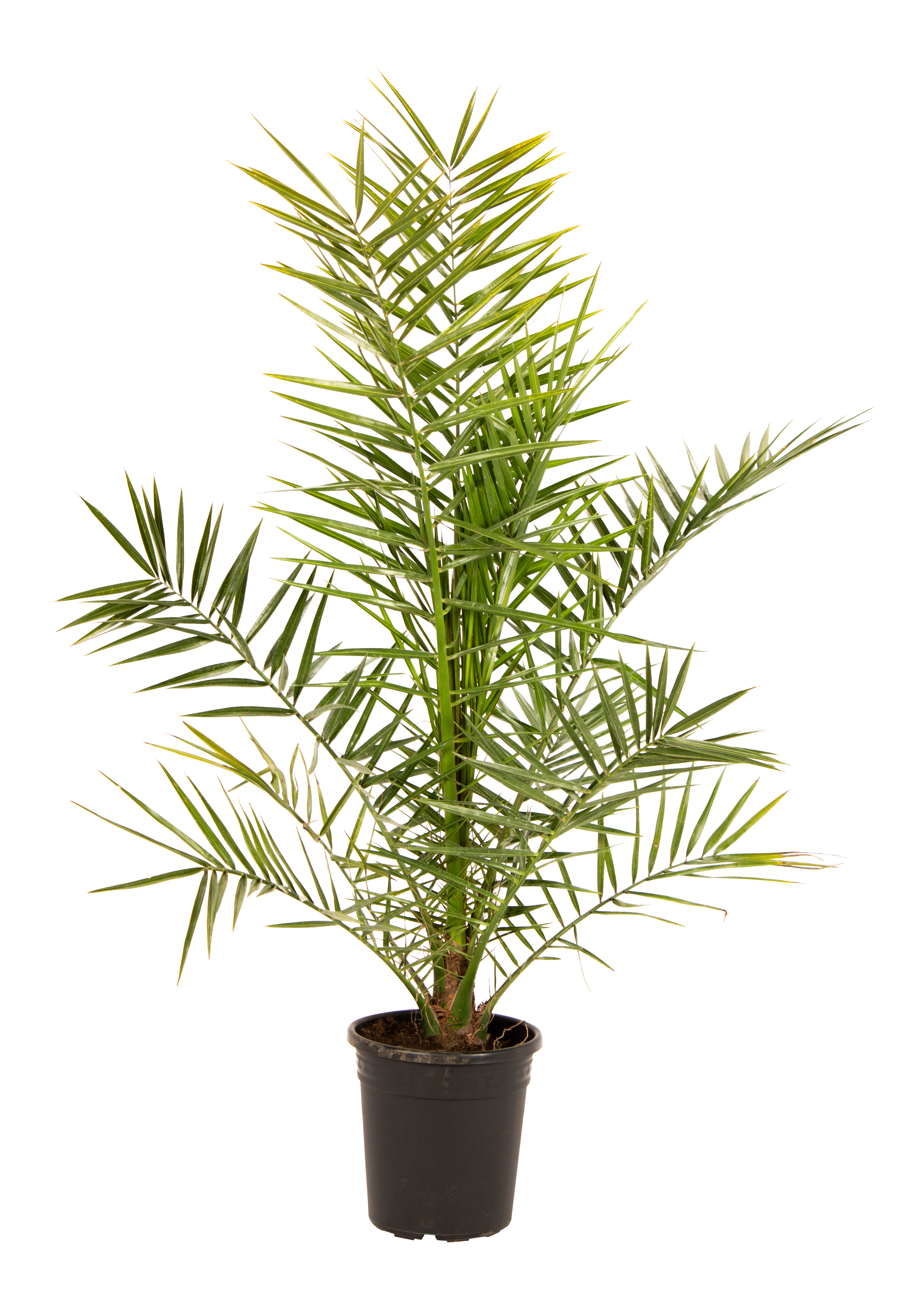 Daktylowiec kanaryjski 90 cm