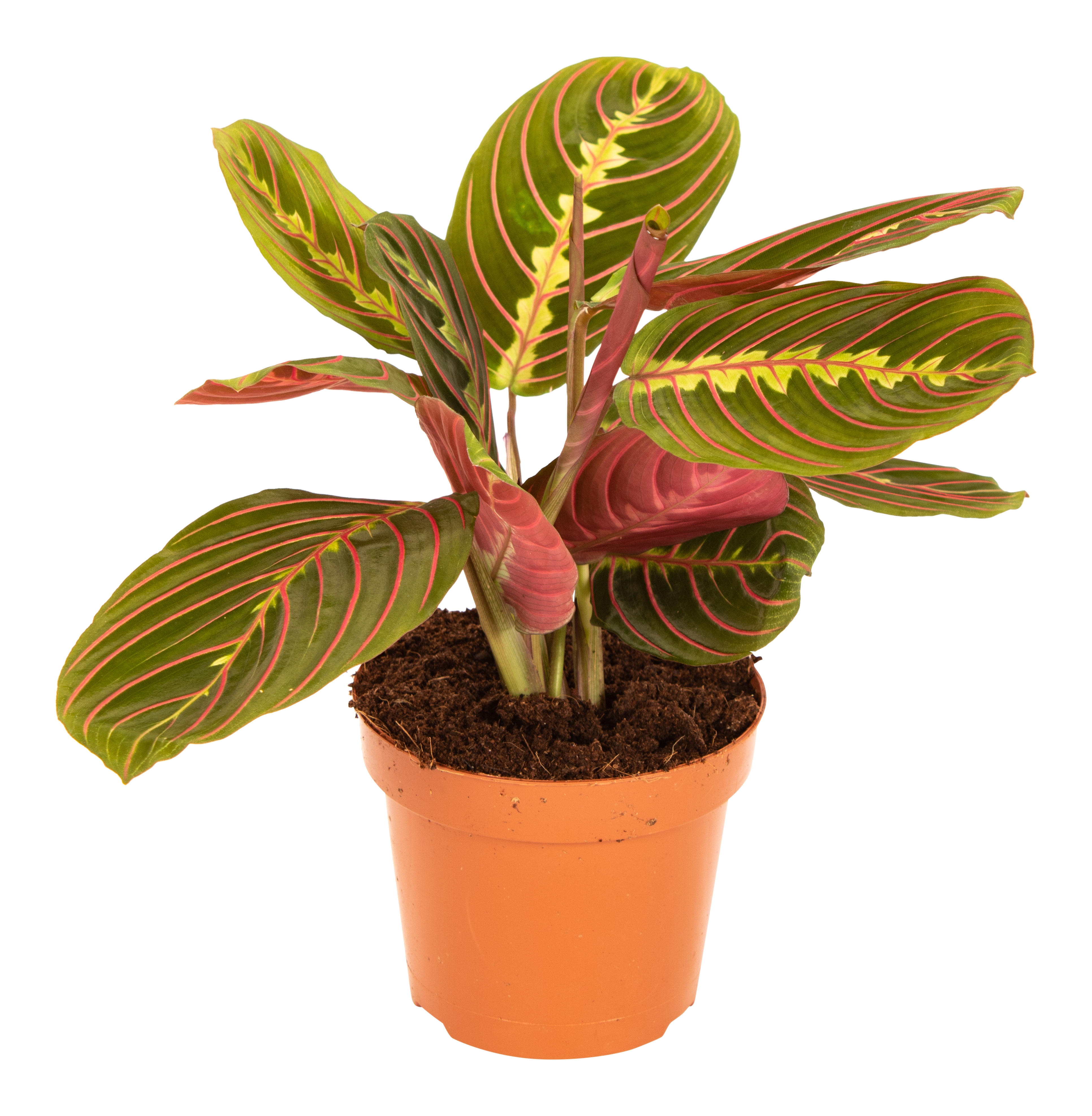 Maranta Tricolore 25 cm