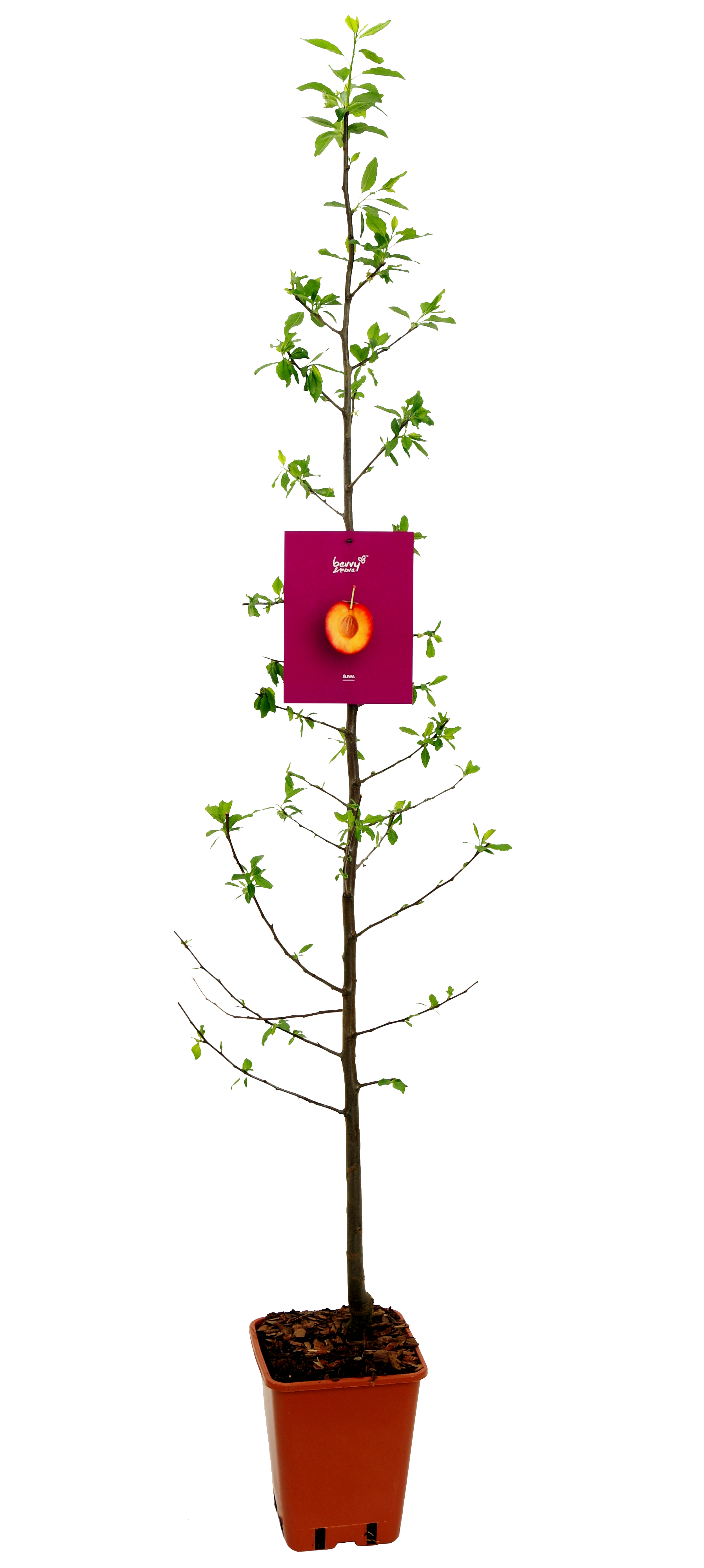 Śliwa 150 cm