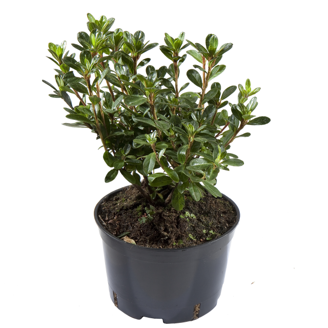 Azalia japońska mix 8-15 cm