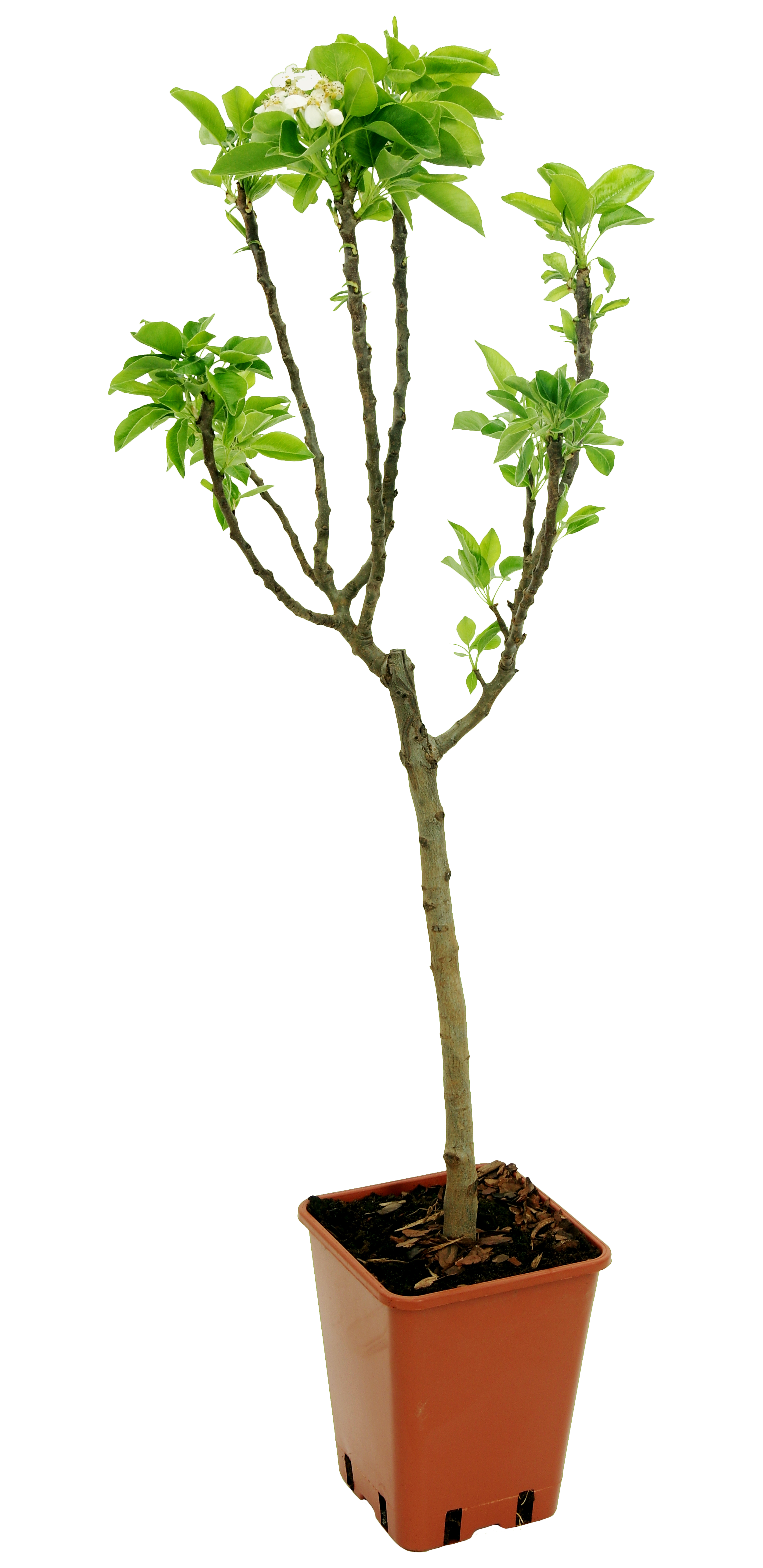 Grusza 60-80 cm Berry&amp;More™