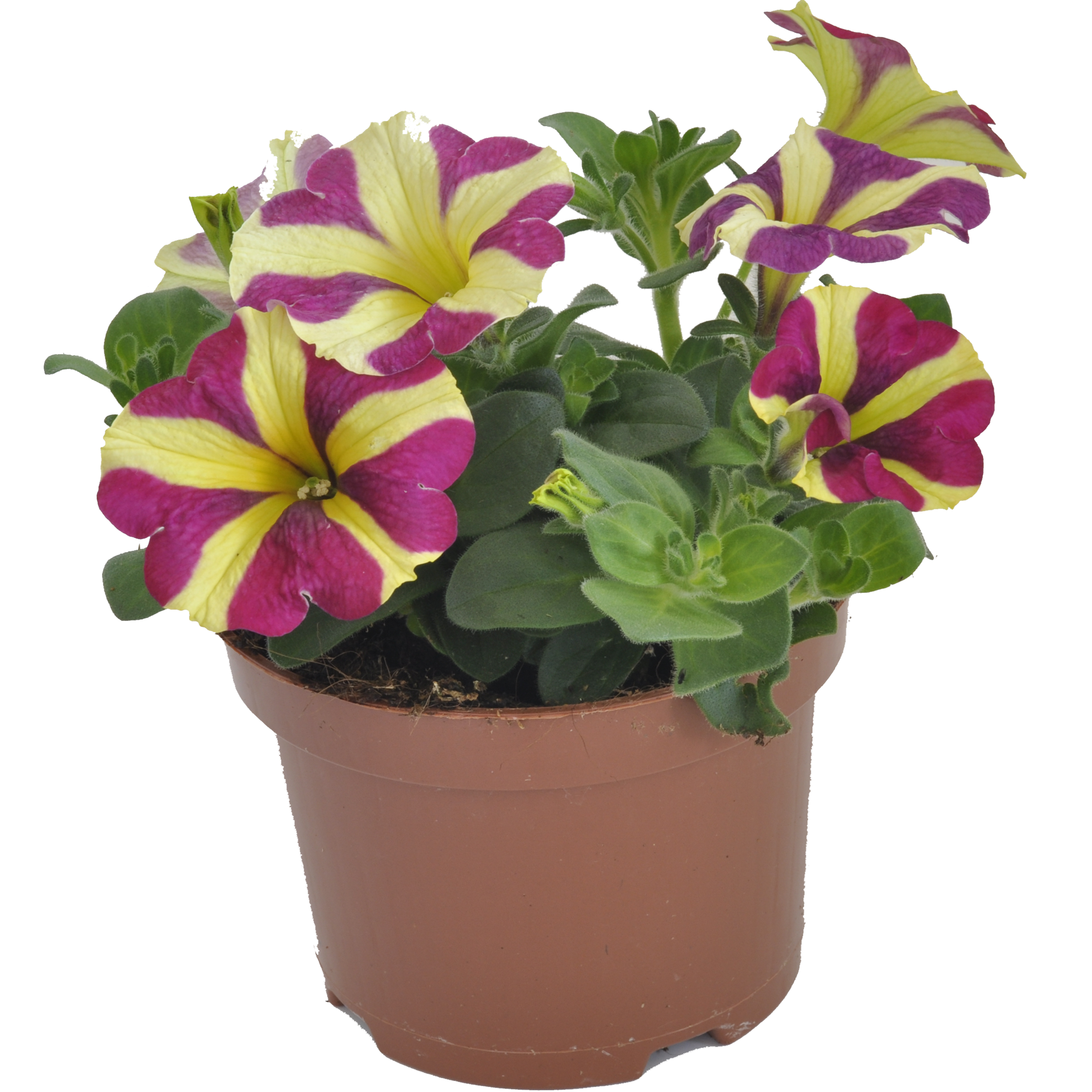 Petunia Amore mix 15-30 cm