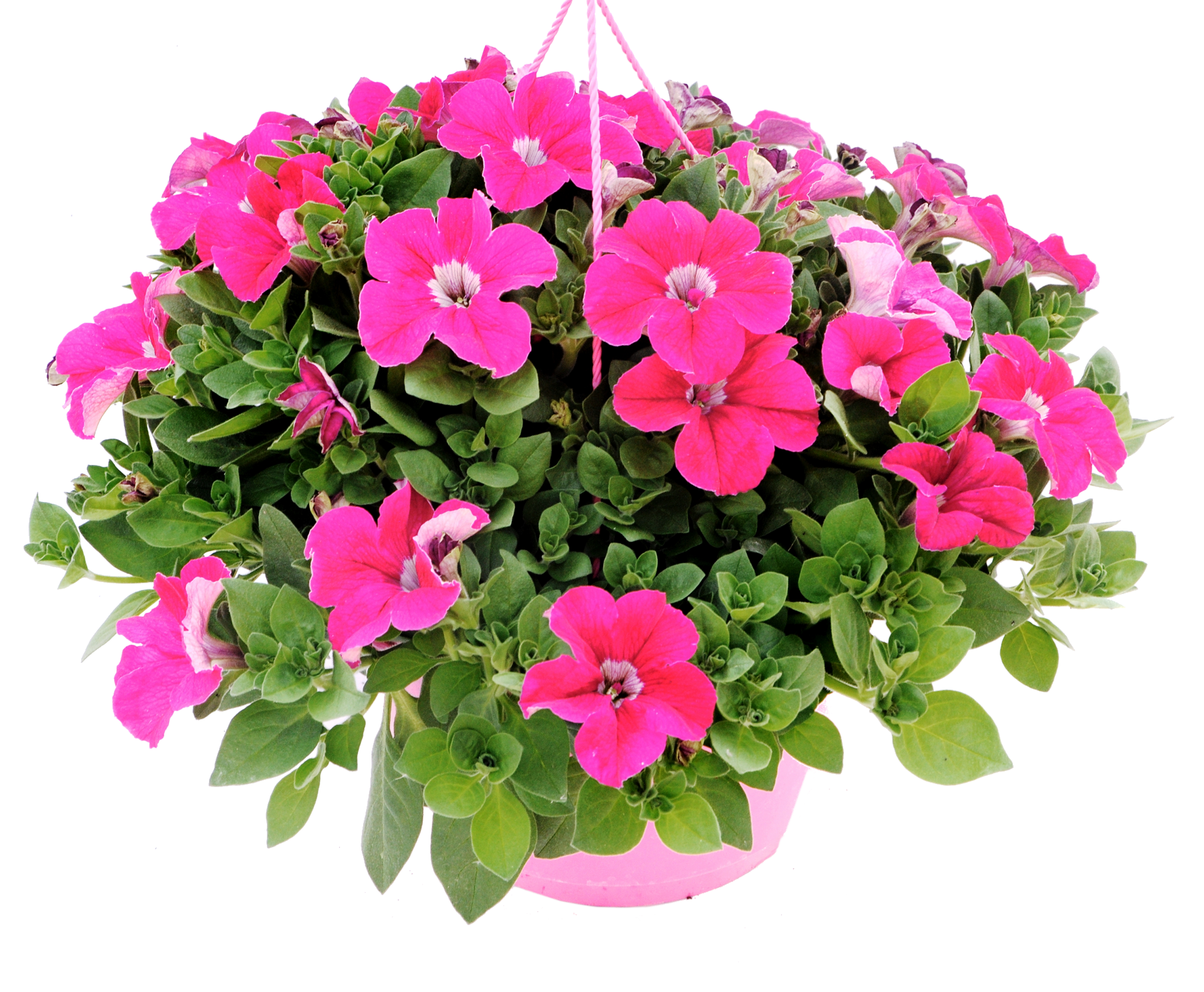 Petunia mix 15-30 cm