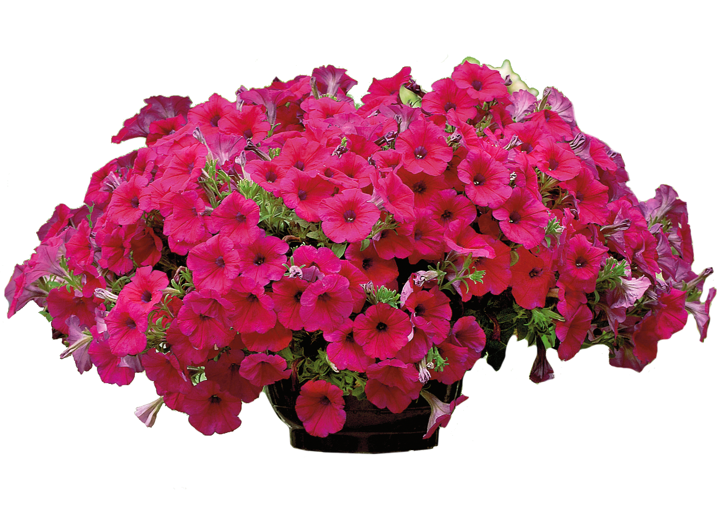 Petunia Veranda mix 15-30 cm