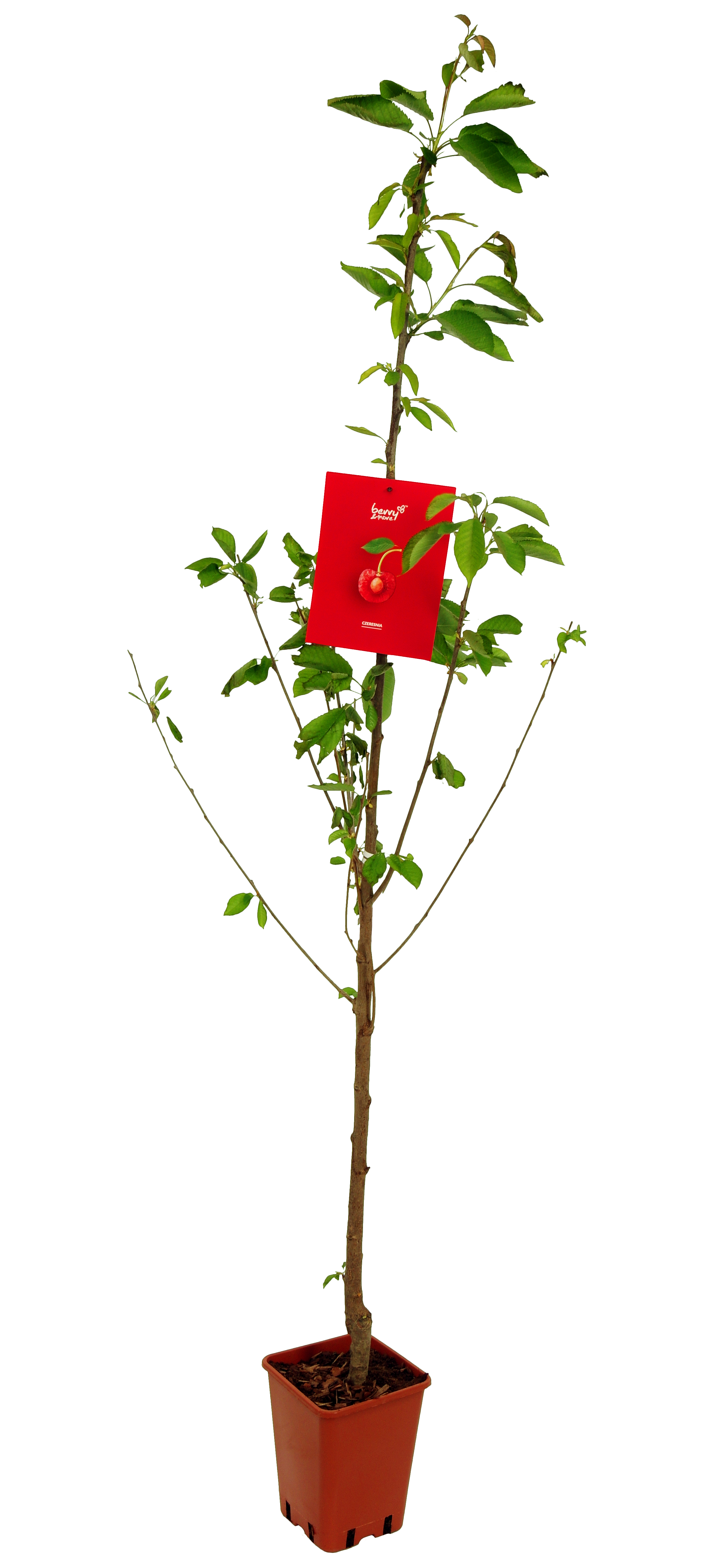 Czereśnia 150 cm Berry&amp;More™