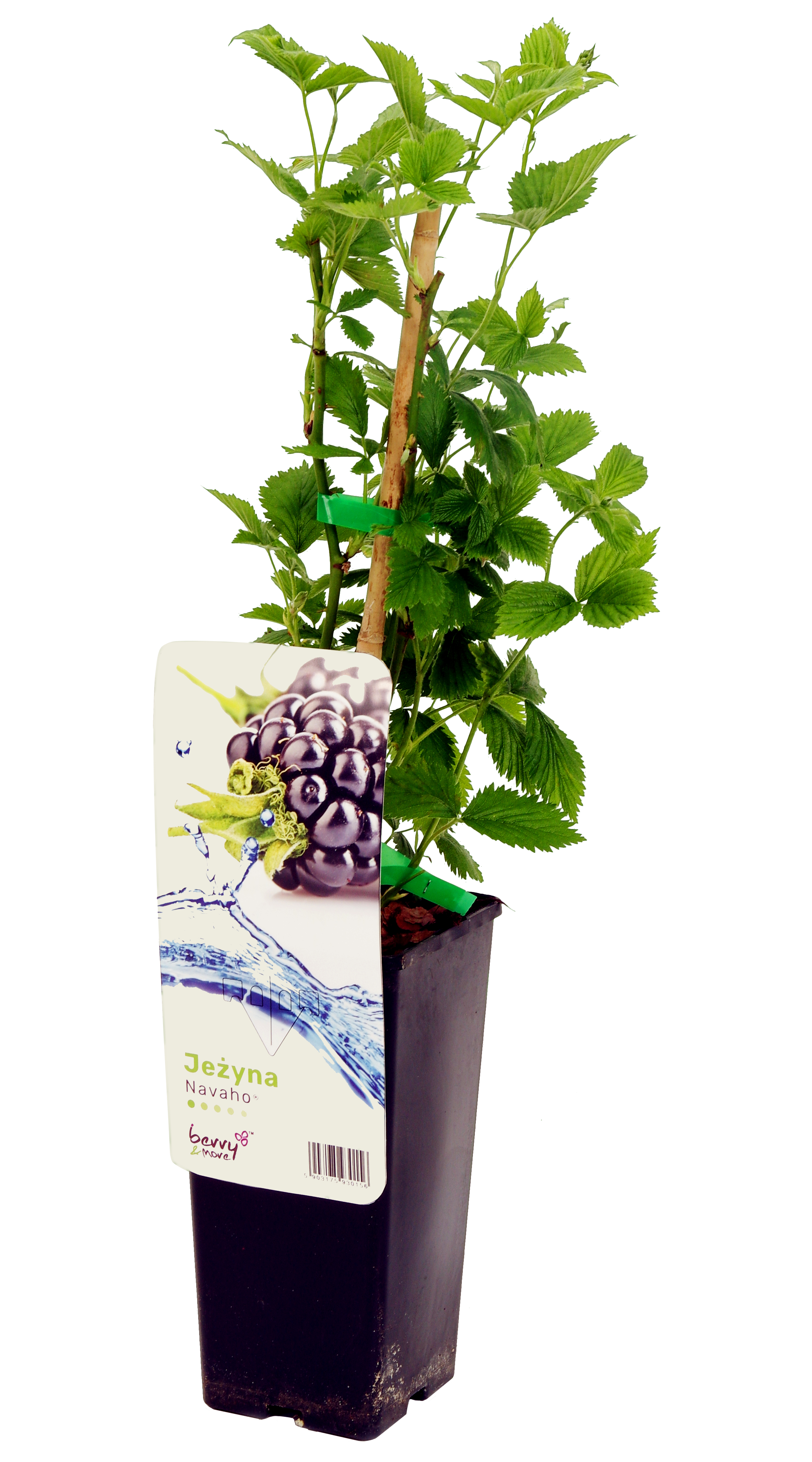 Jeżyna 25 cm Berry&amp;More™