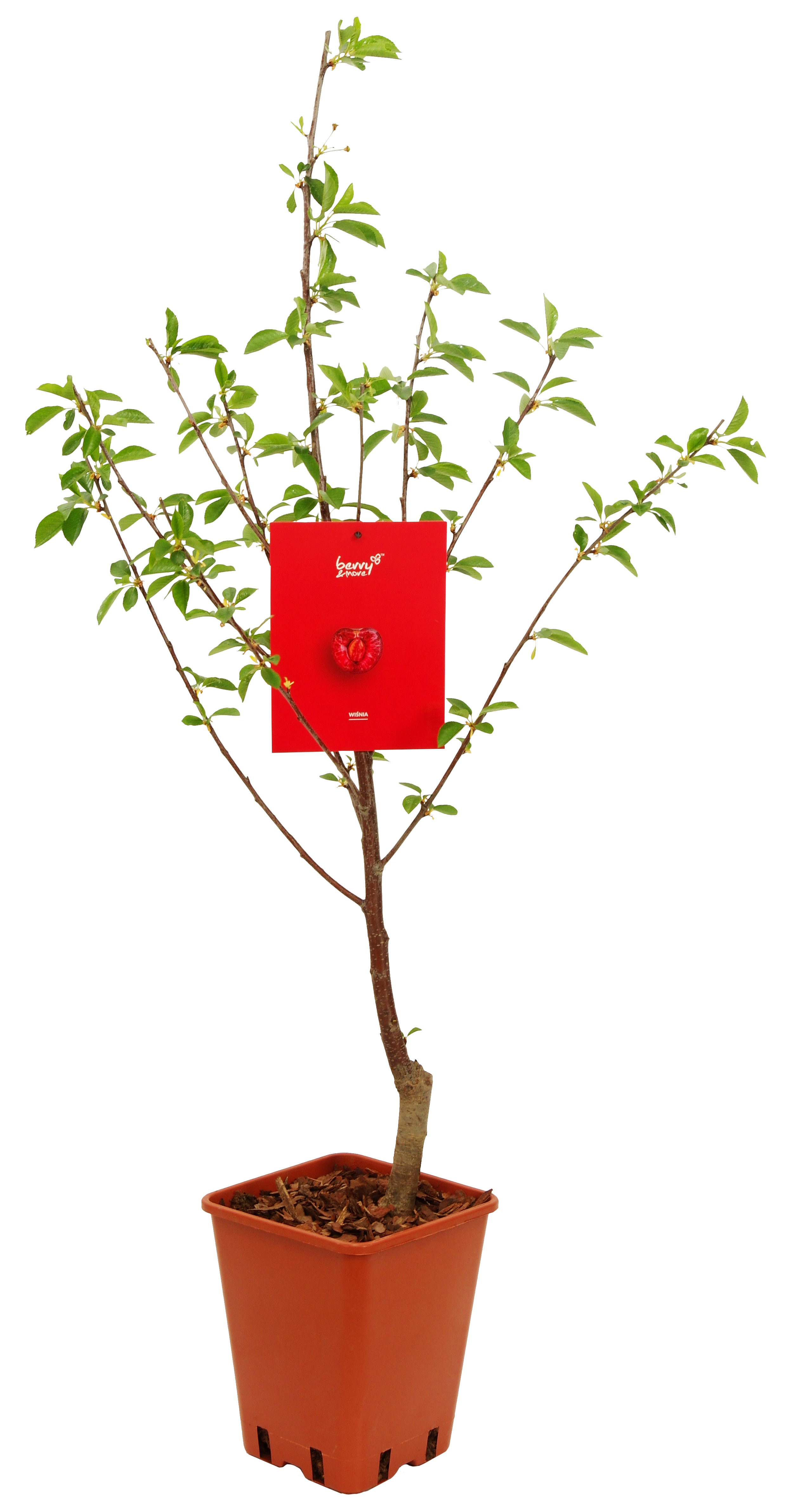 Wiśnia pospolita 150 cm Berry&amp;More™