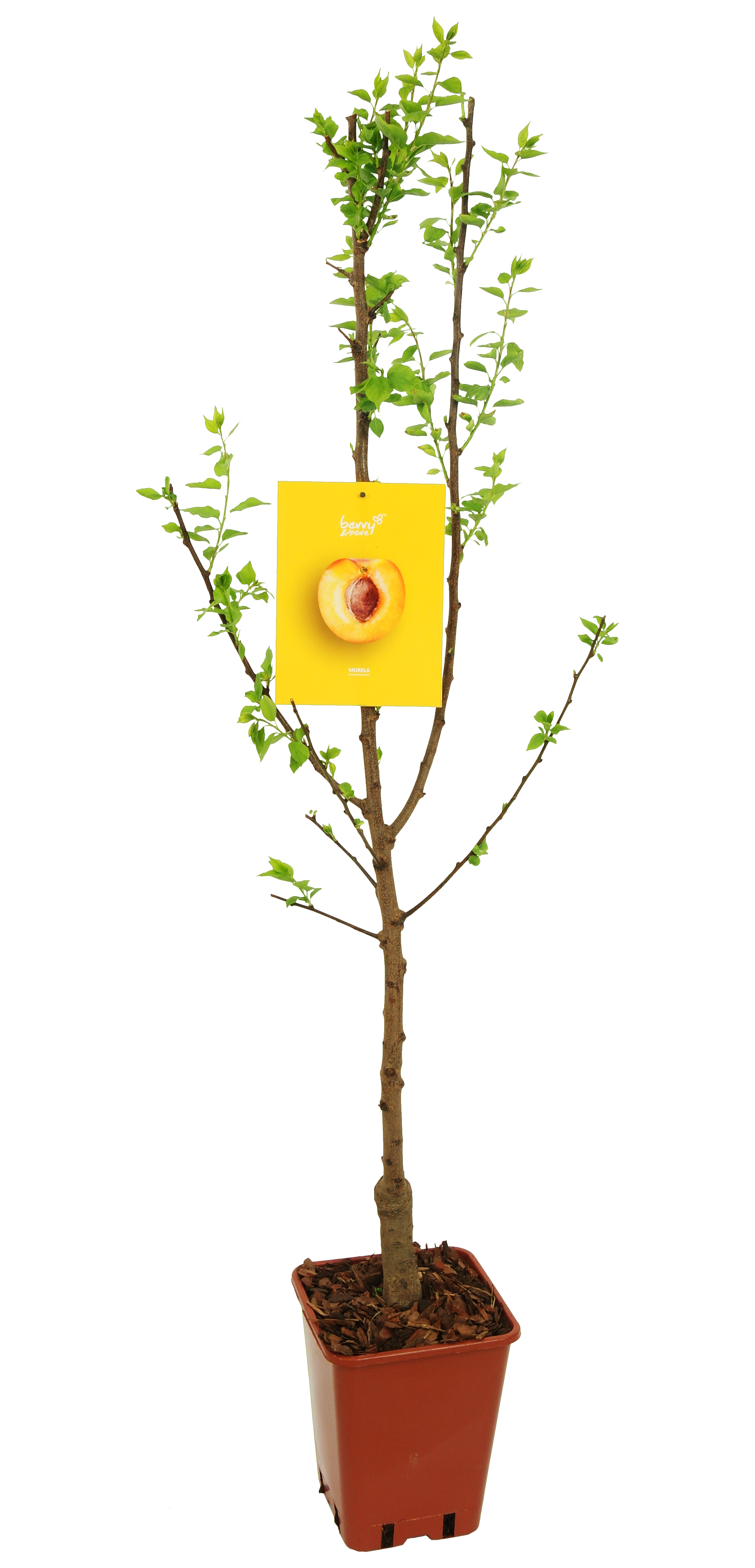 Morela 150 cm Berry&amp;More™