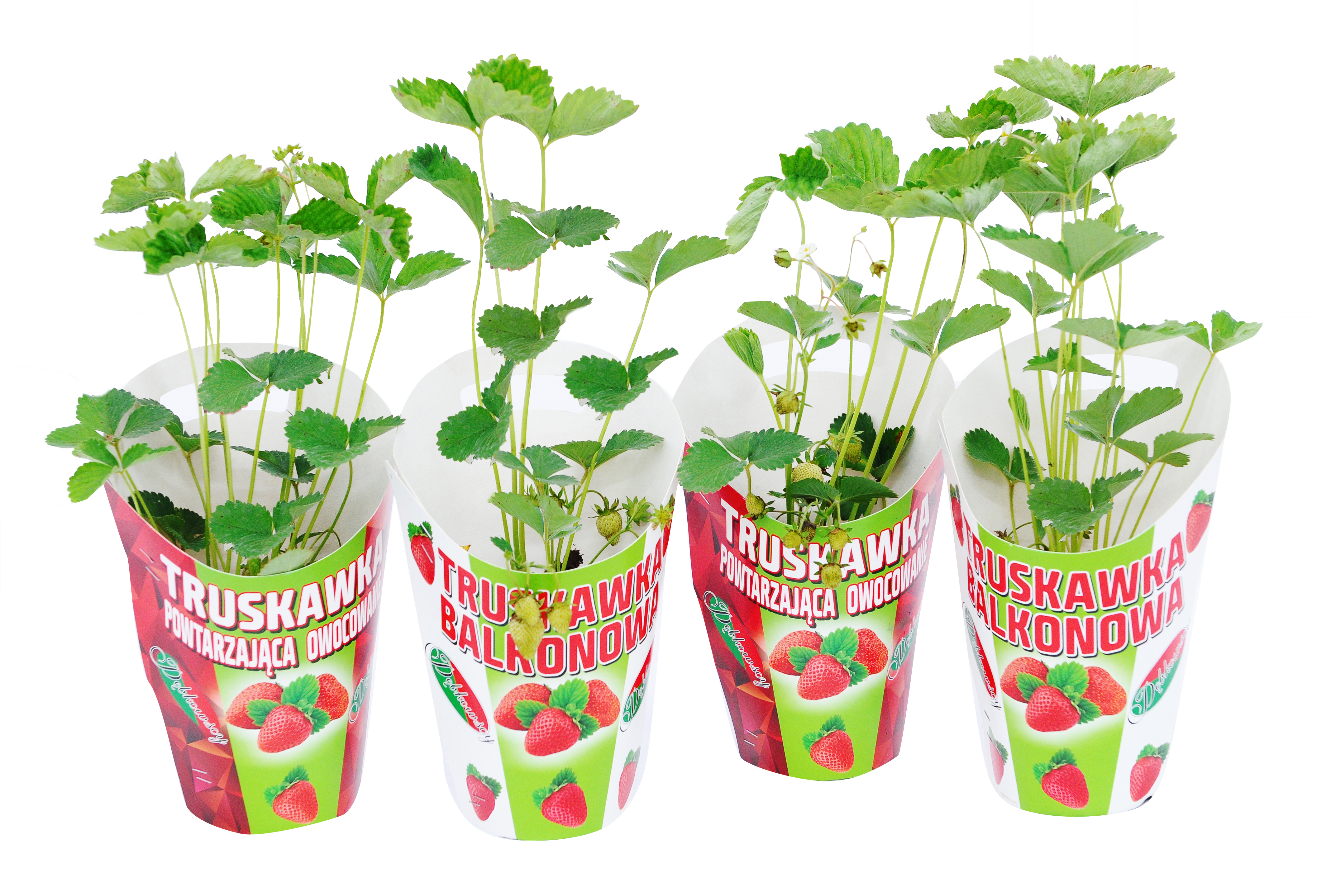 Truskawka mix 17 cm