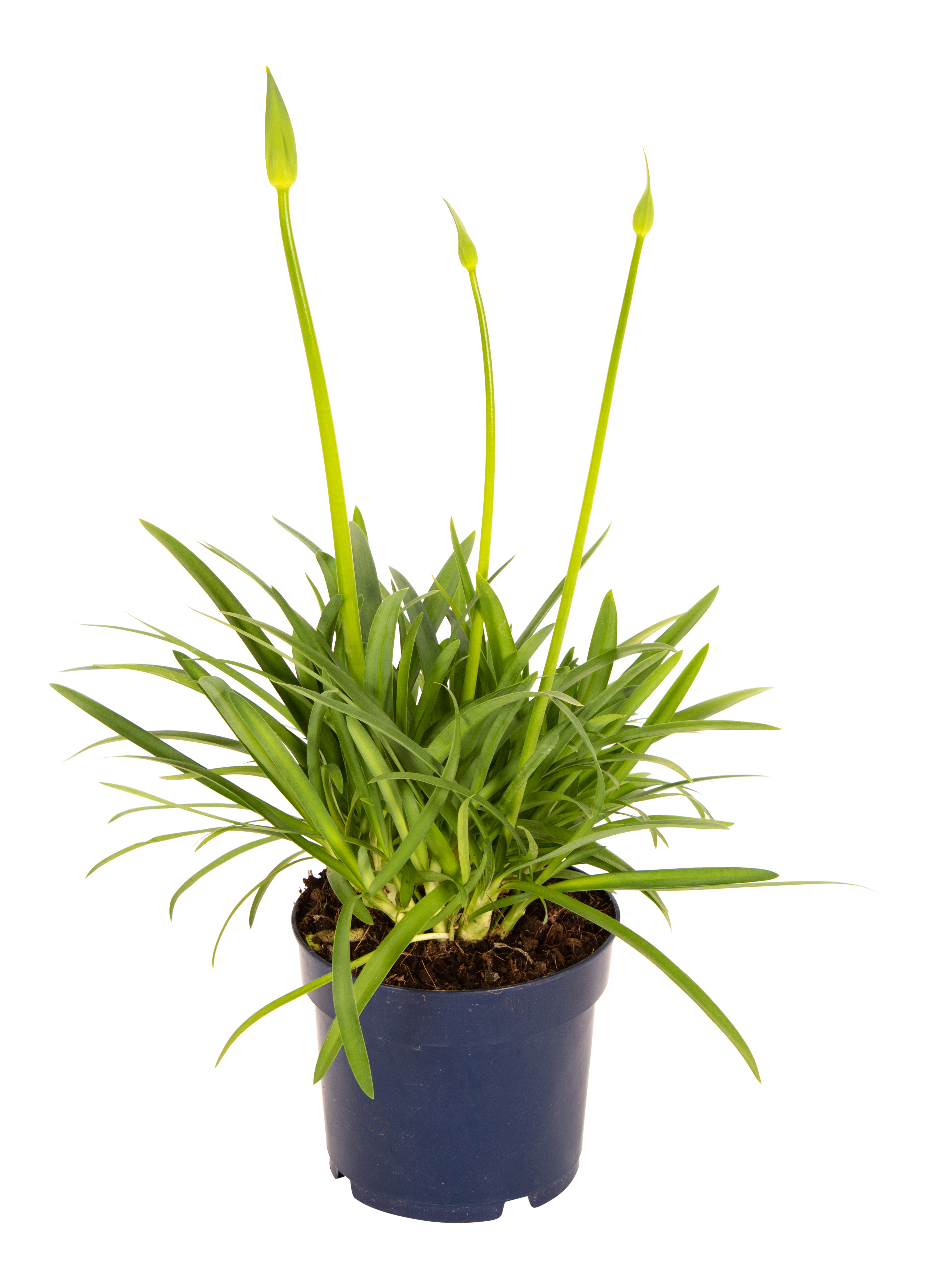 Lilia afrykańska Agapant Amourette Blue 50 cm